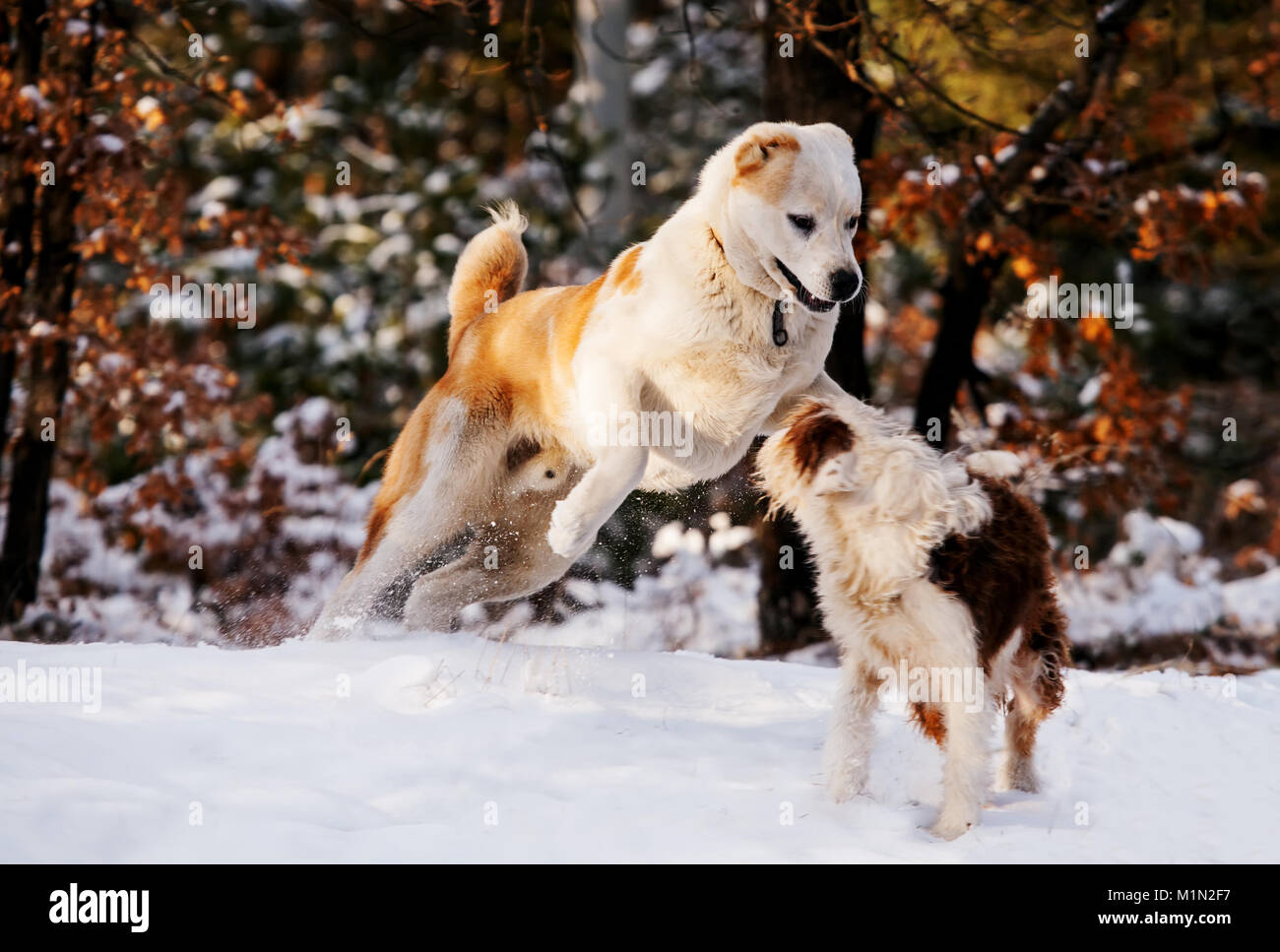 Due cani giocando nella foresta di inverno Foto Stock