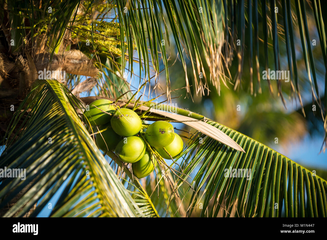 Fresco verde noci di cocco che cresce in Golden Sun in un albero di palme tropicali contro il cielo blu Foto Stock