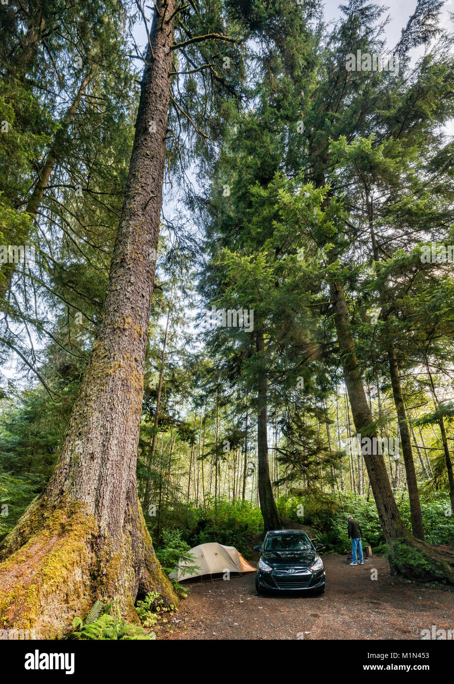 Douglas Fir Tree, foresta pluviale temperata, camper in campeggio a Fiume Quatse Campeggio in Port Hardy, Nord Isola di Vancouver, British Columbia, Canada Foto Stock