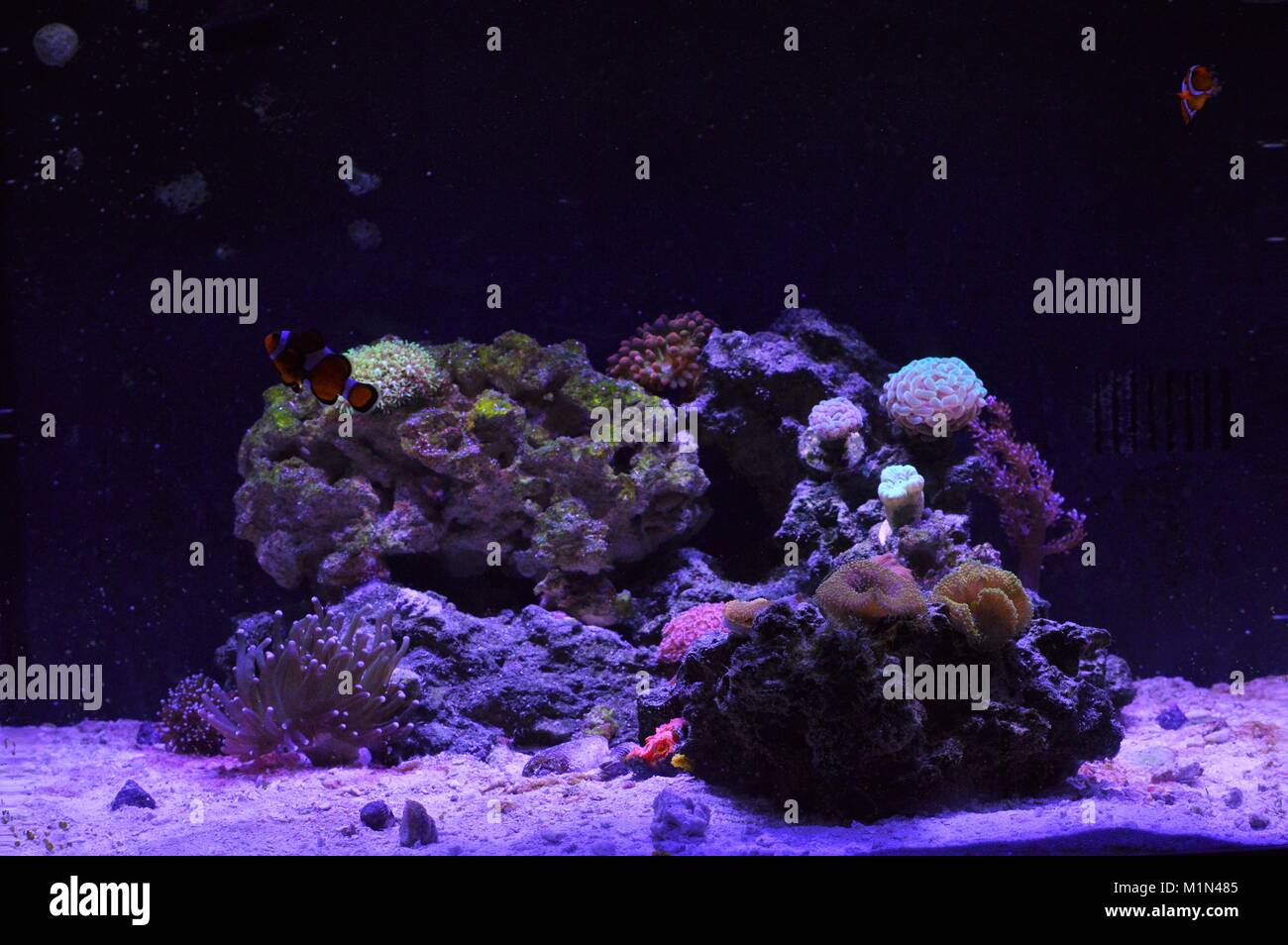 Home Reef Aquarium Foto Stock
