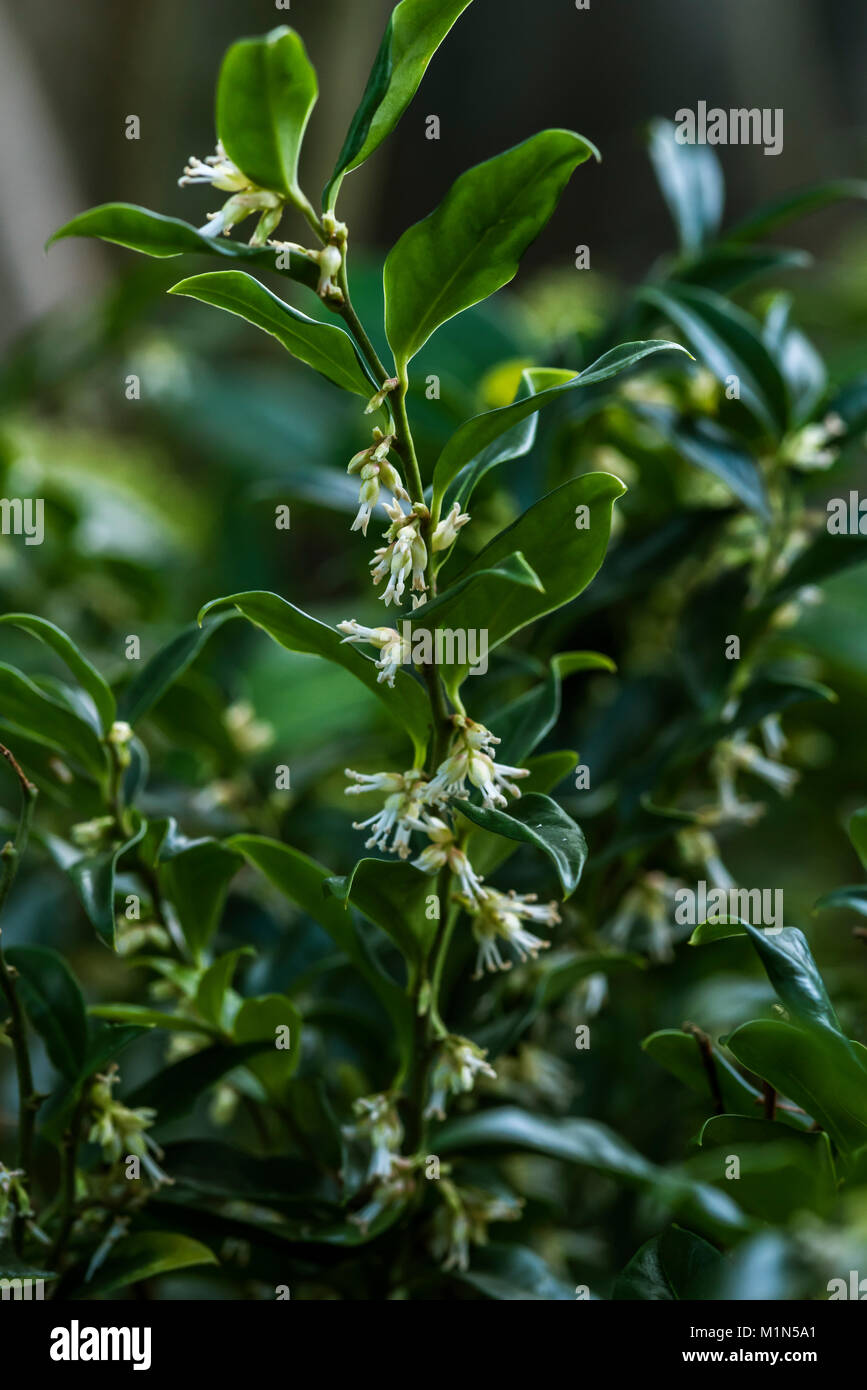 Sarcococca confusa casella di Natale, profumati fiori d'inverno. Foto Stock