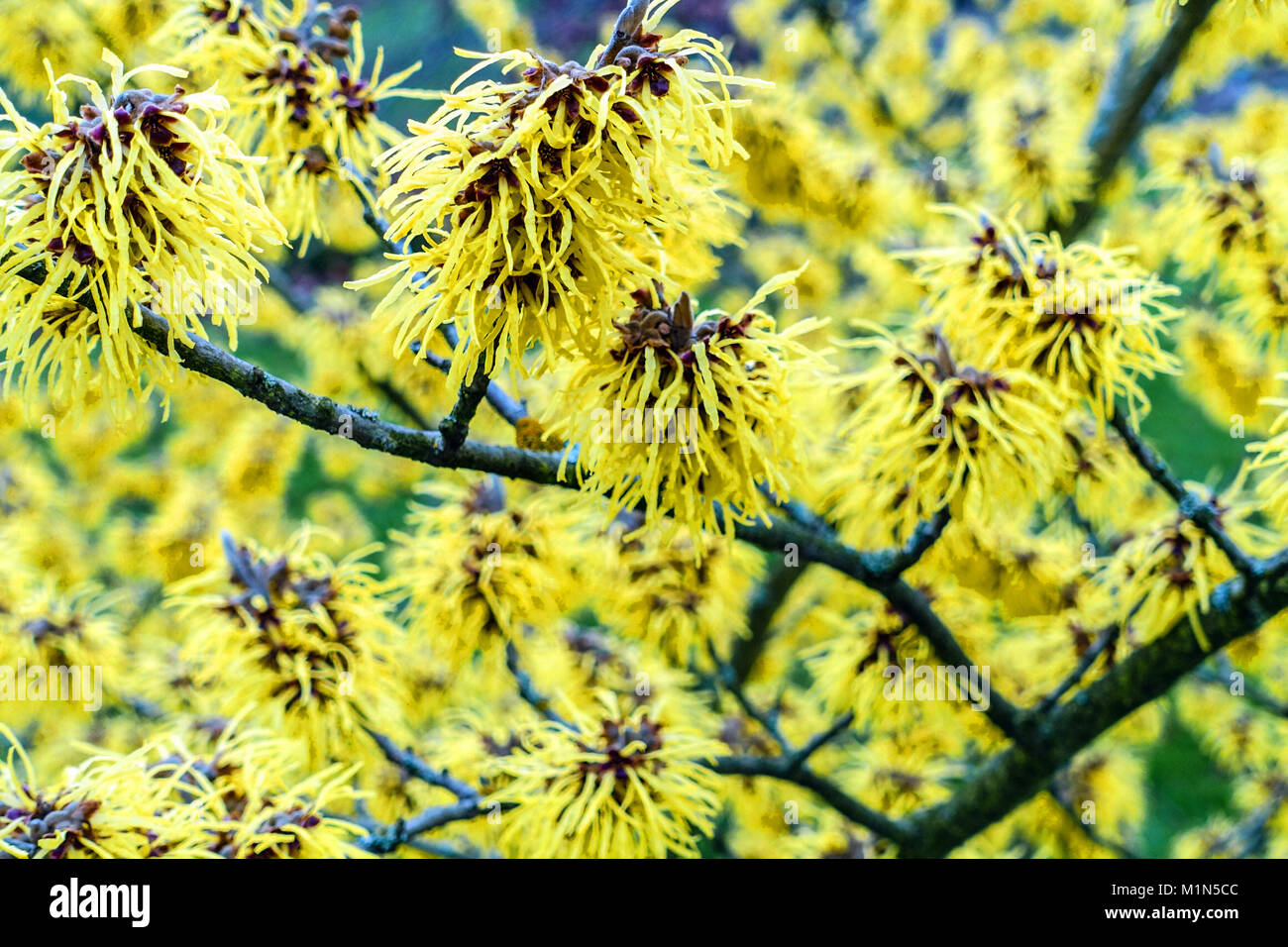 Hamamelis Witch Hazel Hamamelis 'Pallida' albero gennaio Witch Hazel Tree Pallida Winter Flower Shrub Blooming Branches Yellow Flower Plant Winter Foto Stock