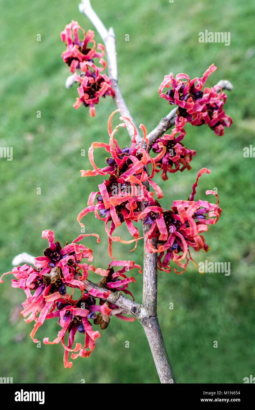 Il ramo dell'albero di Hazel della strega in inverno, Hamamelis Diane Foto Stock