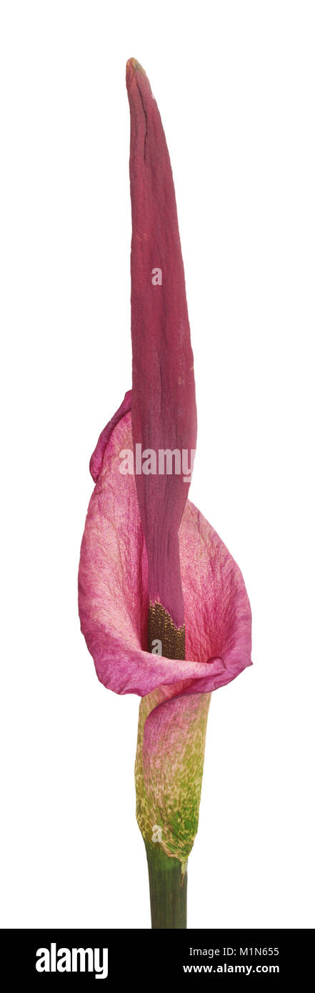 Blooming Amorphophallus su uno sfondo bianco, l'inizio della fioritura Foto Stock