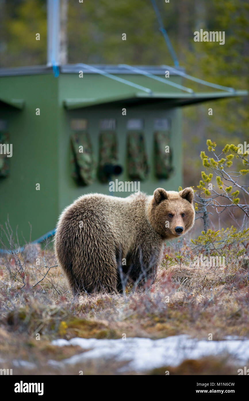 Finlandia, Ruhtinansalmi, vicino Suomussalmi, l'orso bruno (Ursus arctos) davanti a nascondere, realizzato per la fauna selvatica della fotografia. Foto Stock