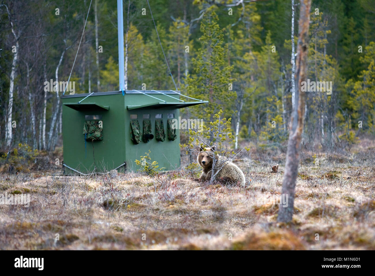 Finlandia, Ruhtinansalmi, vicino Suomussalmi, l'orso bruno (Ursus arctos) davanti a nascondere, realizzato per la fauna selvatica della fotografia. Foto Stock