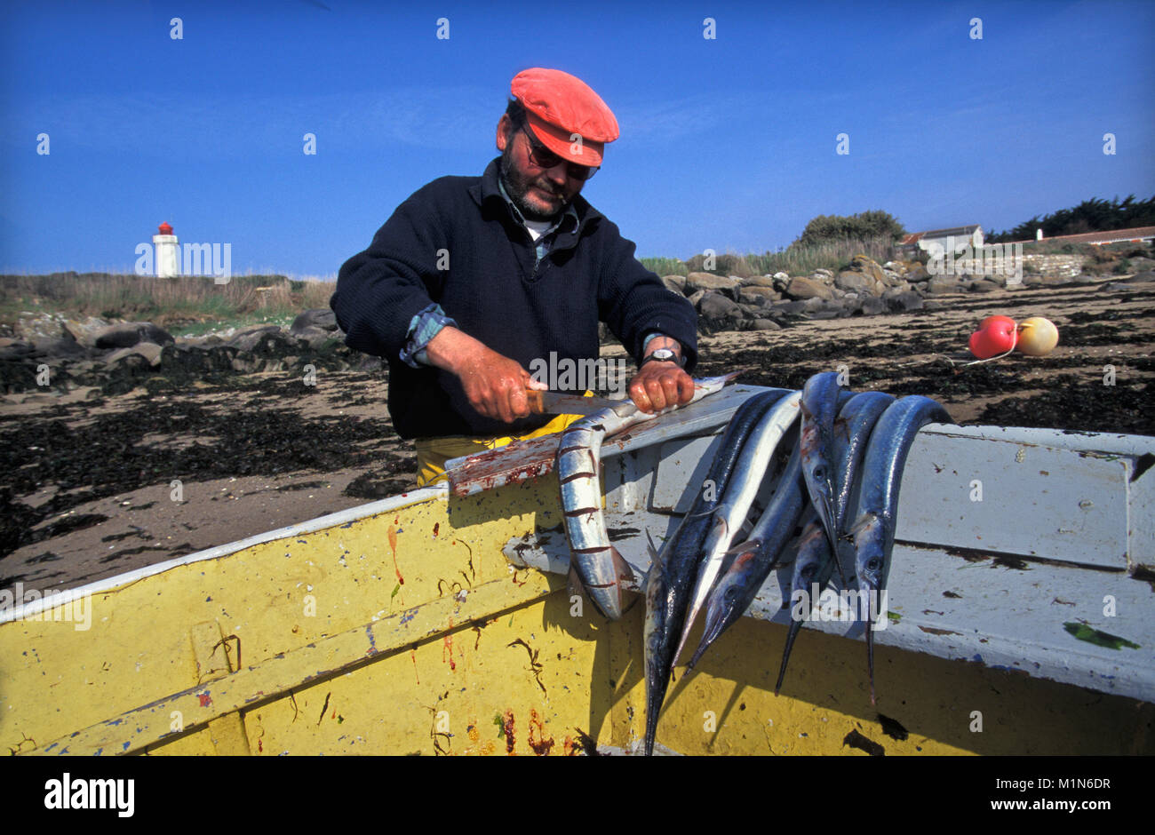 La Francia. La Bretagna. Isola Ile d'Yeu. Vicino all'estuario della Loira. Fisherman pulizia del pesce. Barca da pesca. Foto Stock