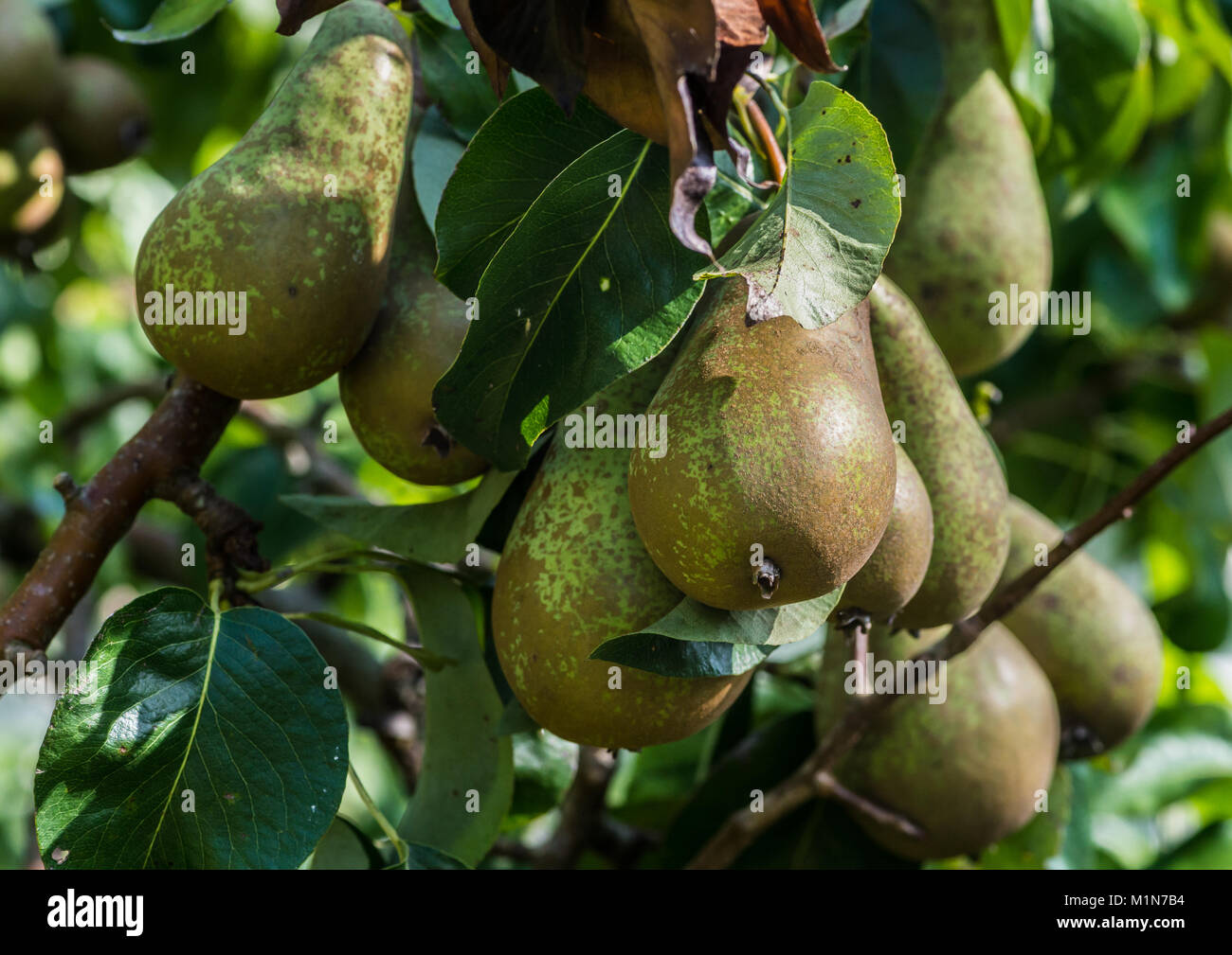Un colpo di pere appesi ai rami di un albero di pera. Foto Stock