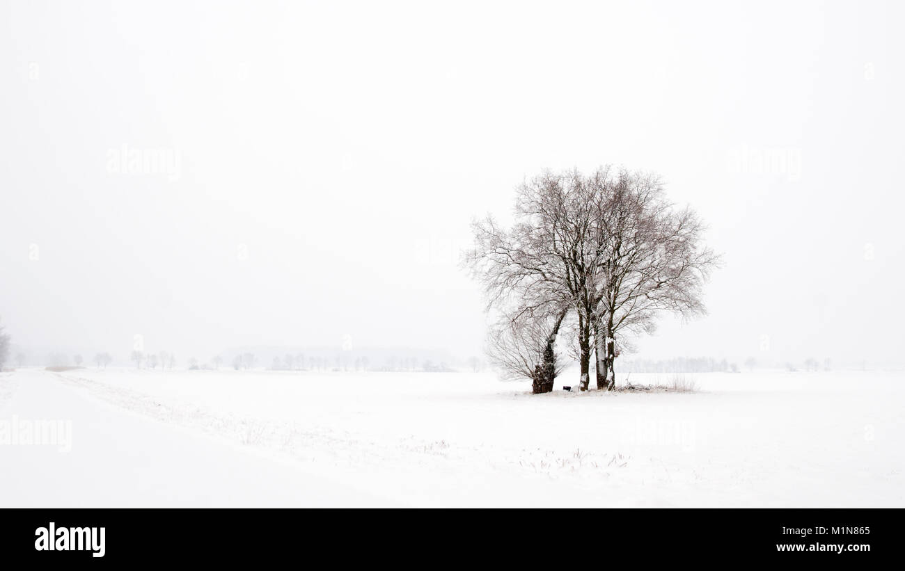 Paesaggio invernale con albero isolato gruppo in East-Westphalia (Germania) Foto Stock