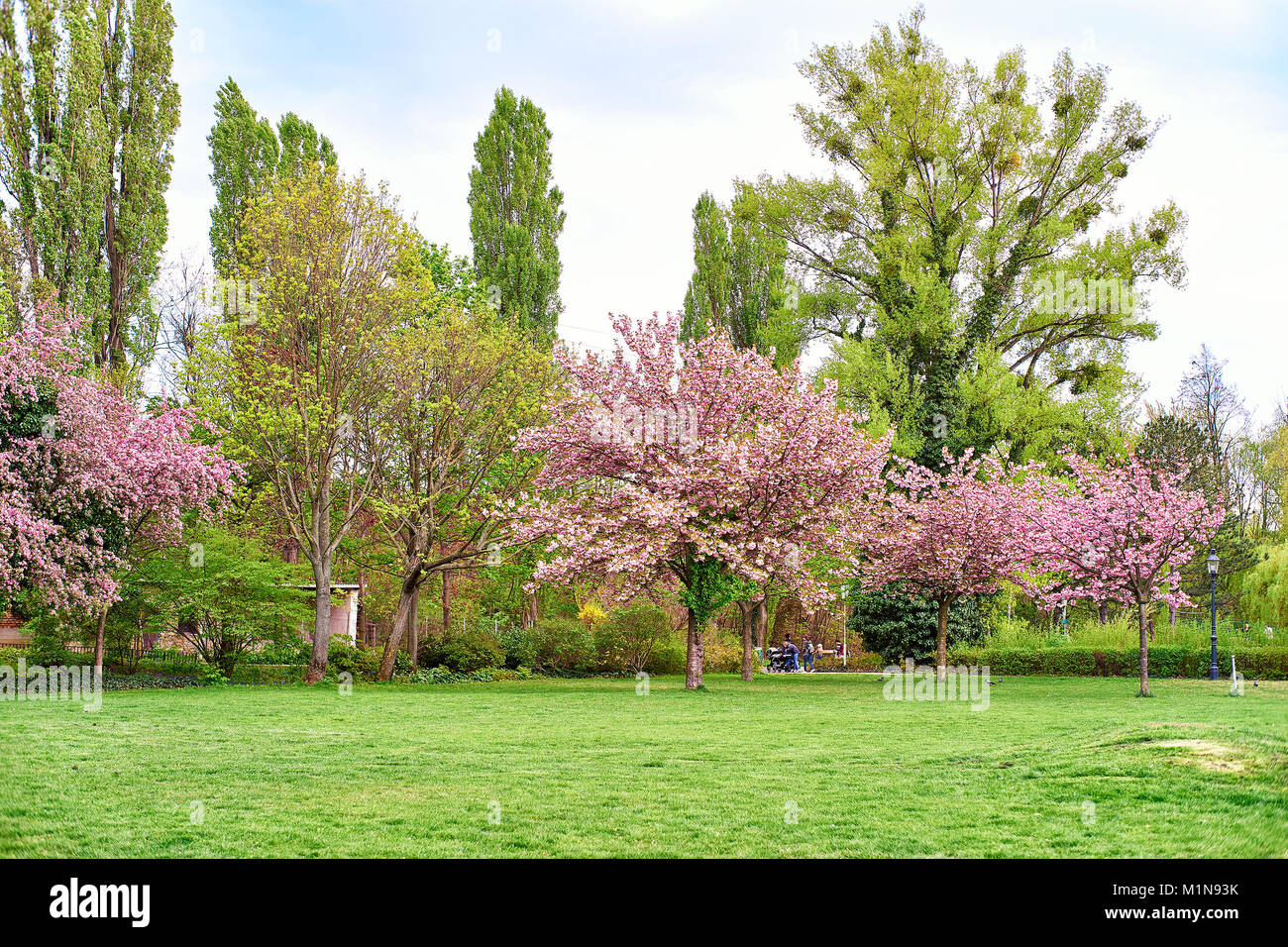 Sakura alberi nel Parco di primavera Foto Stock