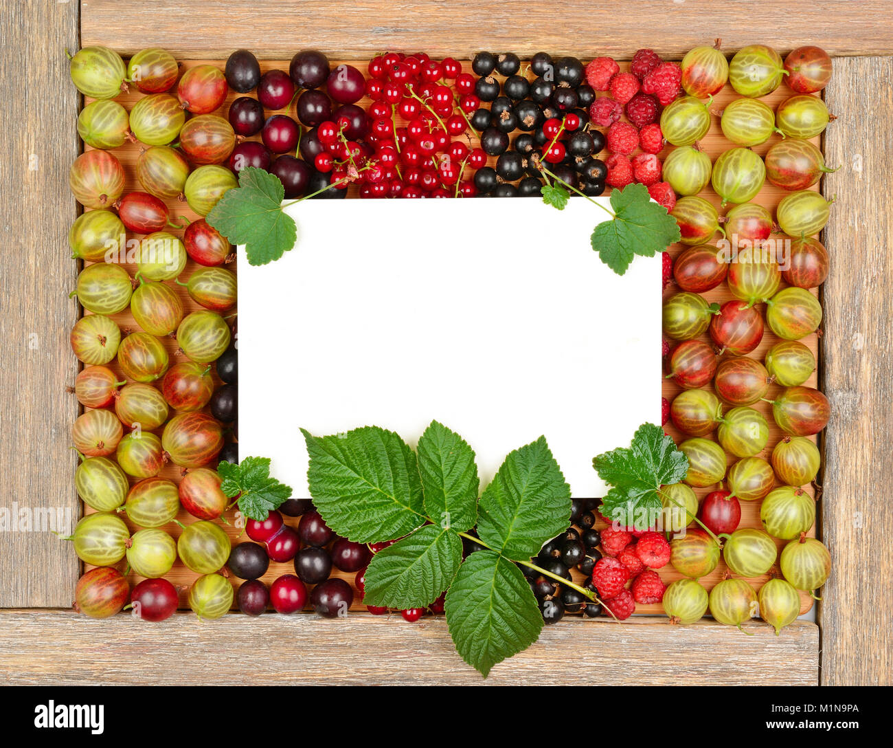 Scheda ricetta sullo sfondo dei frutti di bosco freschi (lamponi, uva spina, ribes, prugna). Vista dall'alto. Foto Stock
