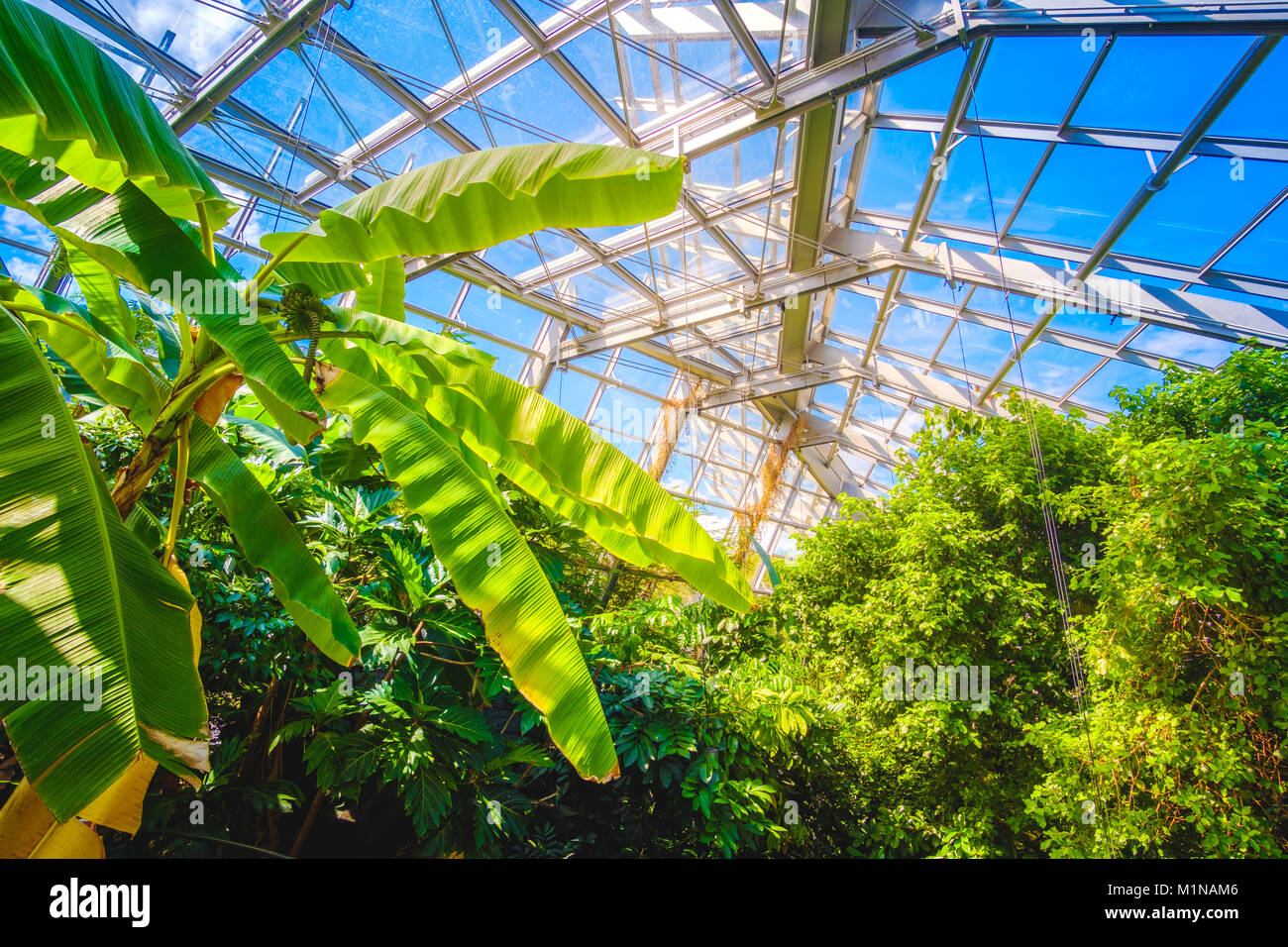 Serra moderno vetro interno edificio design interno Foto Stock