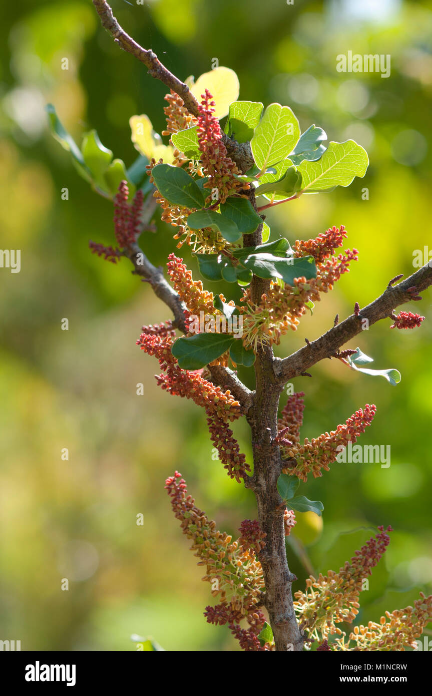 Ceratonia siliqua,Johannisbrotbaum,St John's-pane Foto Stock