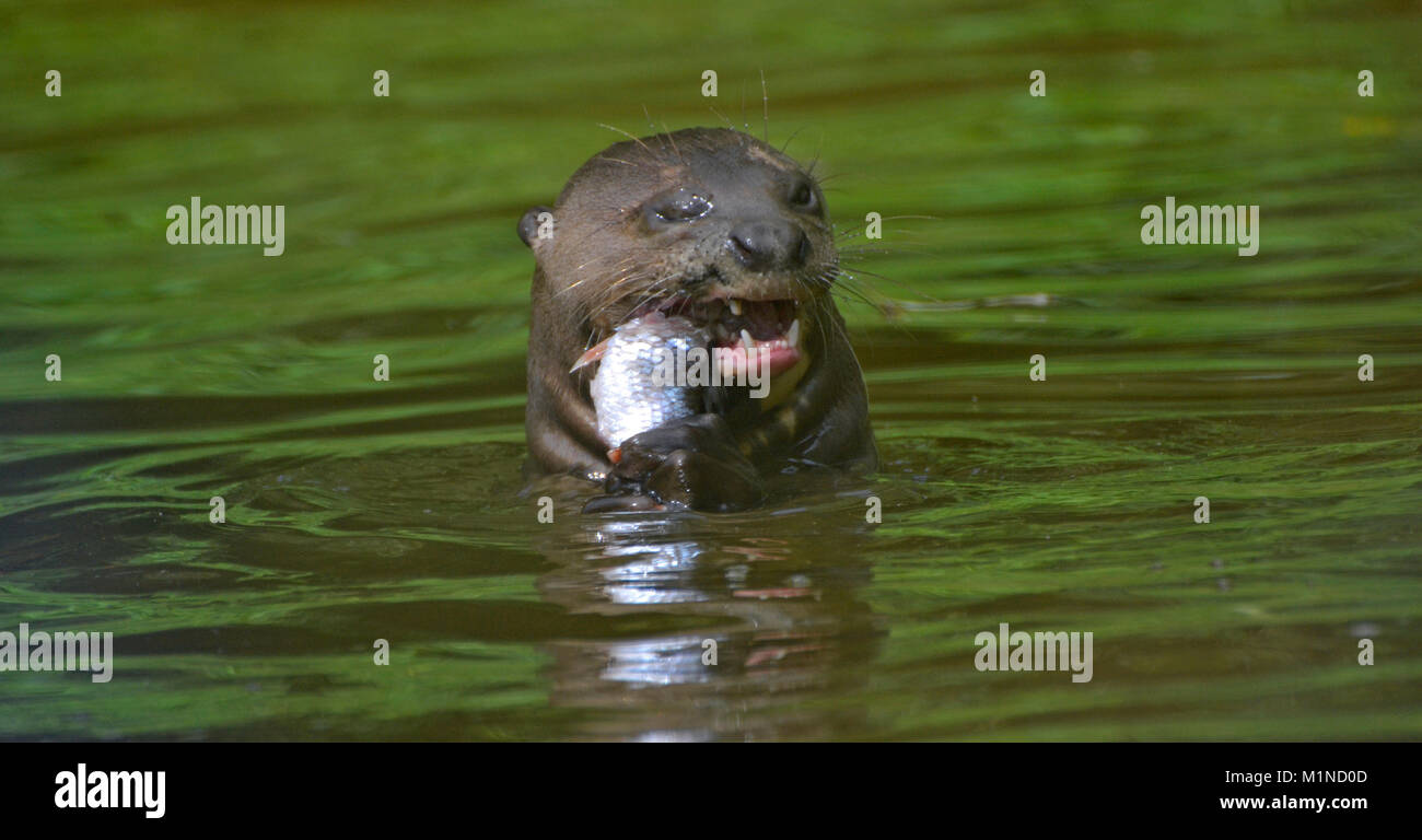 Lontra gigante dal Sud America in piscina al momento del pasto. I Laghi del Sud lo Zoo Safari. Cumbria Regno Unito Foto Stock