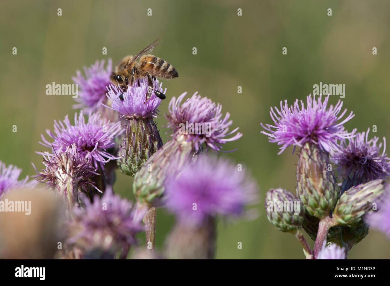 Cirsium arvense,Acker-Kratzdistel,Creeping Thistle Foto Stock