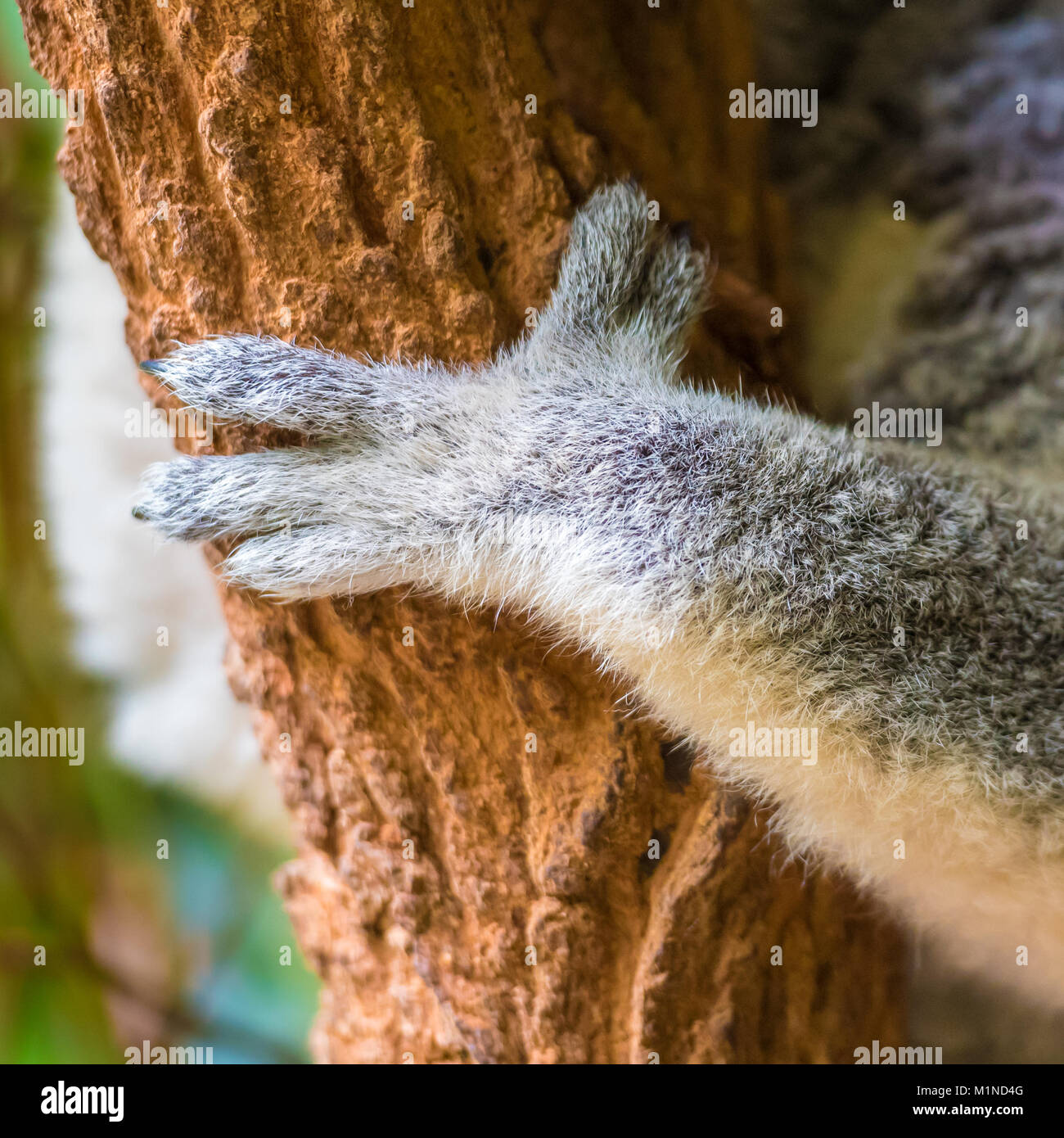 Close-up sulla zampa koala holding di eucalipti tree, un erbivoro arboree marsupiale nativo di Australia, tipicamente aperto che popolano i boschi di eucalipti. Foto Stock