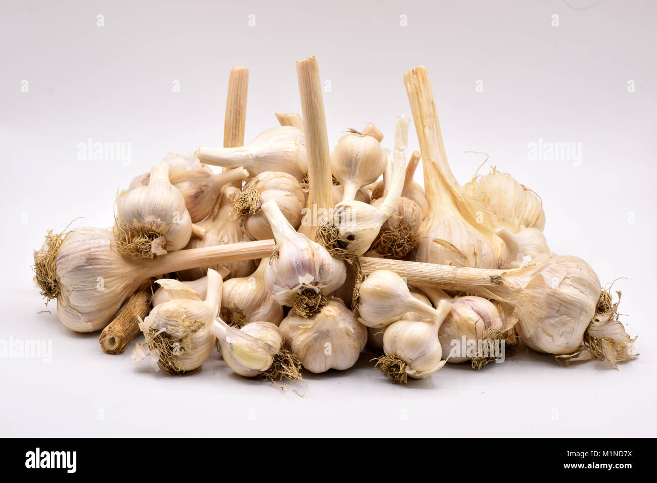 Deliziosi bulbi di aglio con lunghi steli disposti su una transizione senza sfondo bianco Foto Stock