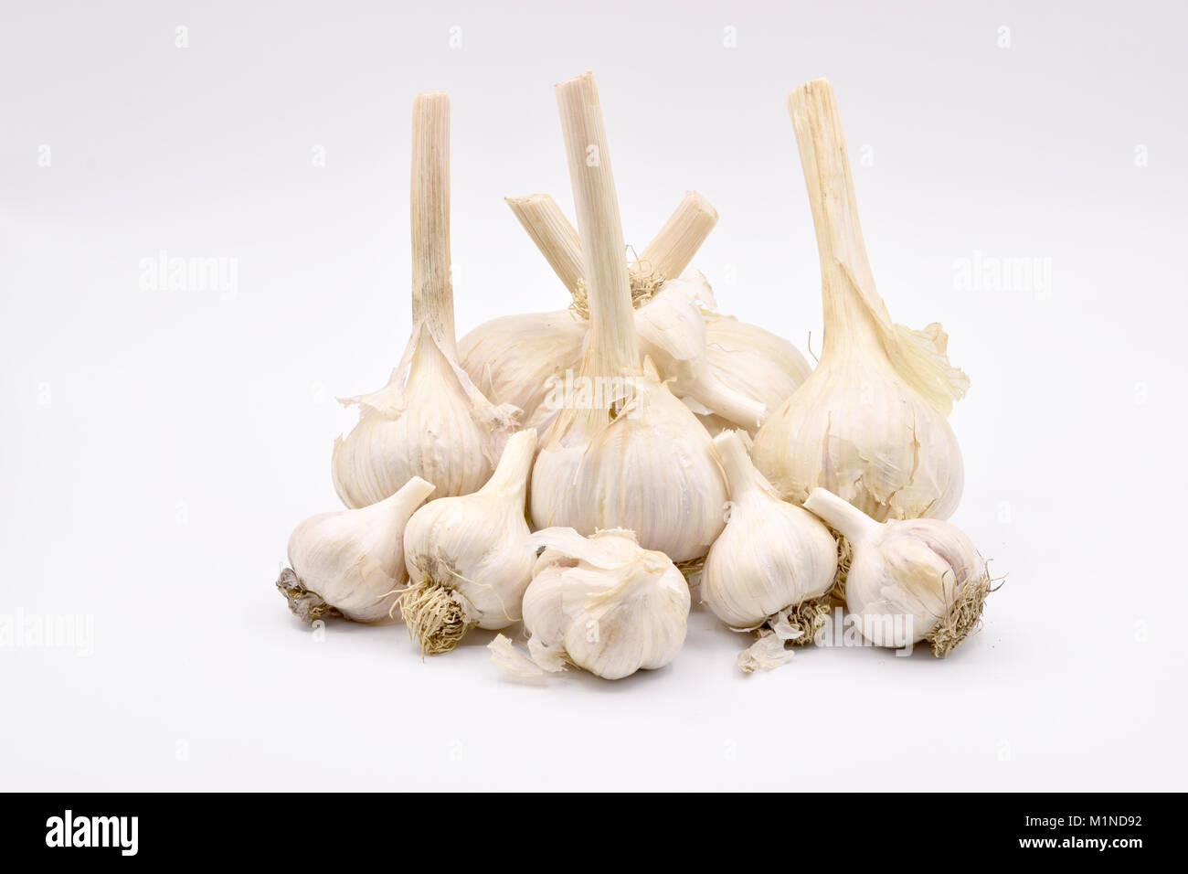 Deliziosi bulbi di aglio con lunghi steli disposti su una transizione senza sfondo bianco Foto Stock