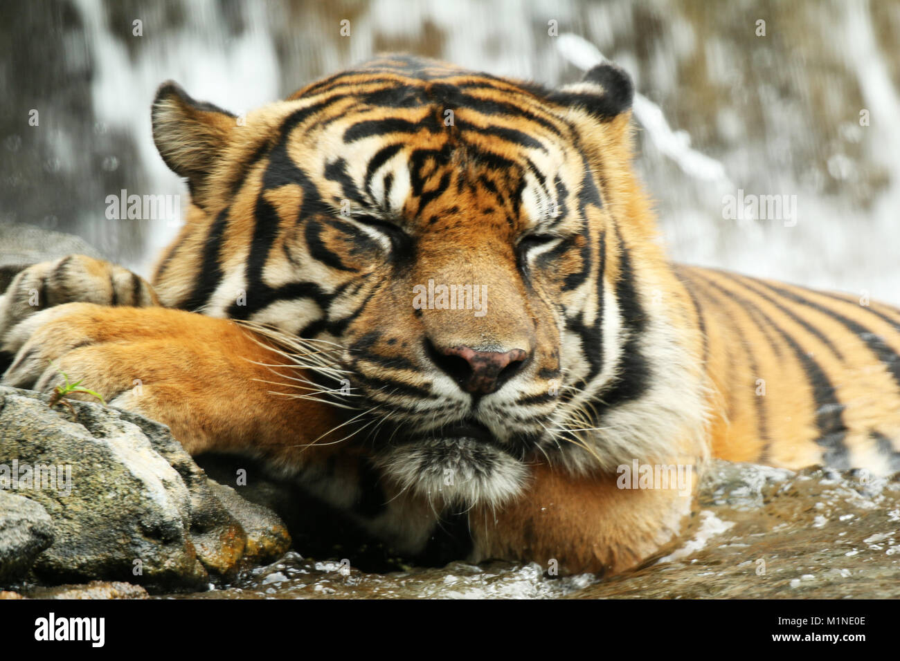 Tigre di sonno Foto Stock