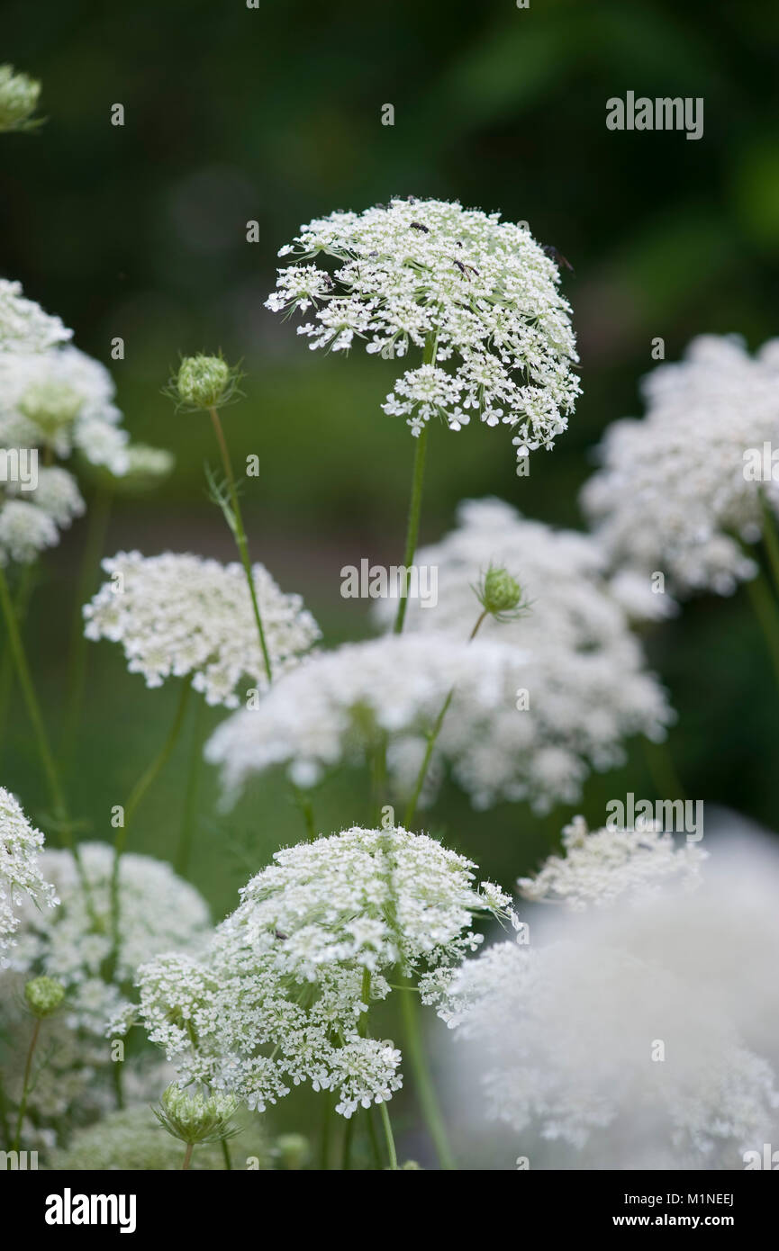 Daucus carota,Wilde Moehre,Carota selvatica Foto Stock