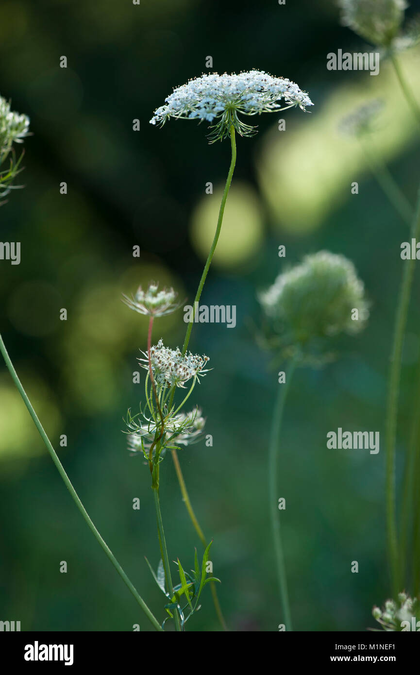 Daucus carota,Wilde Moehre,Carota selvatica Foto Stock