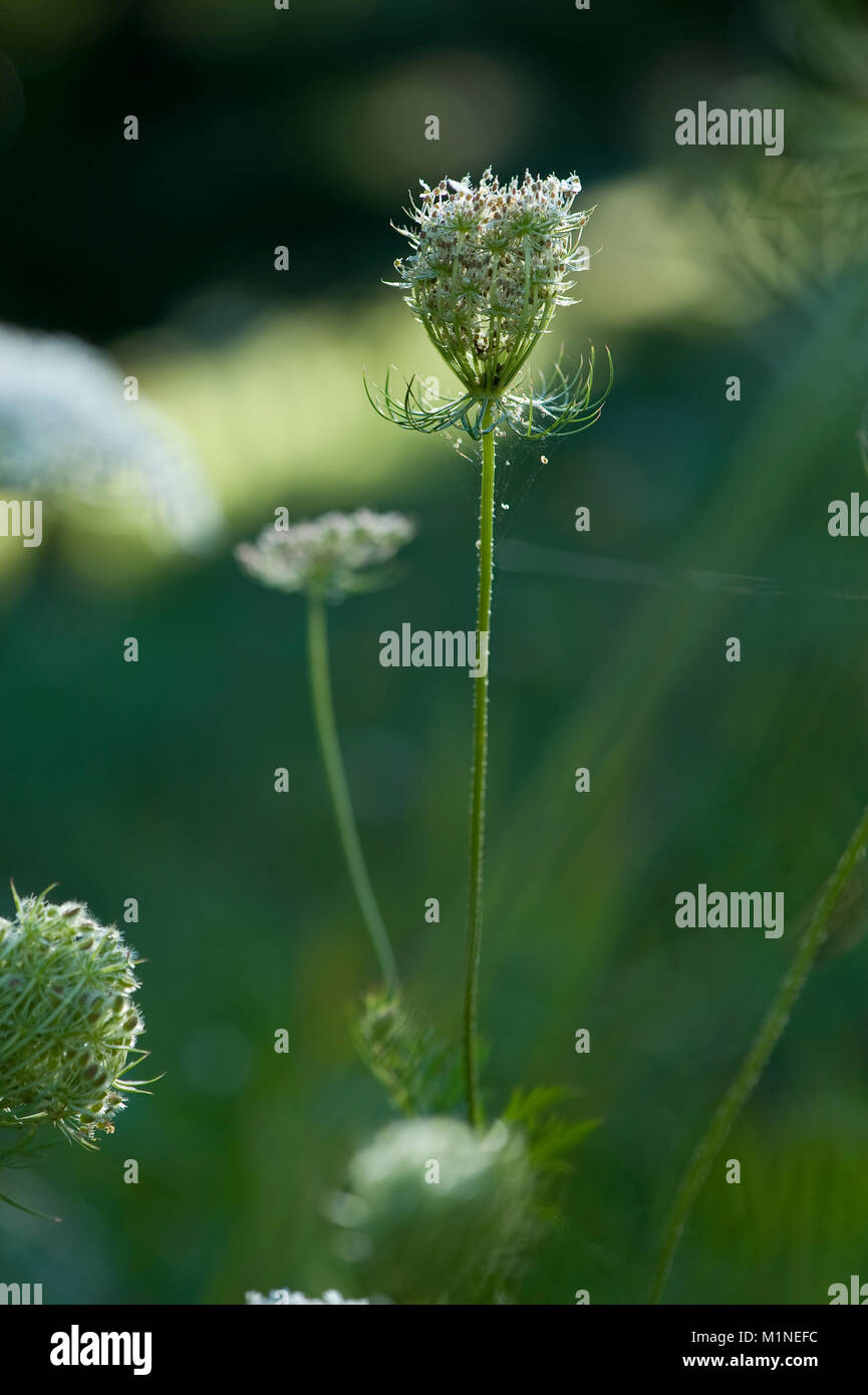 Daucus carota,Wilde Moehre,Carota selvatica Foto Stock