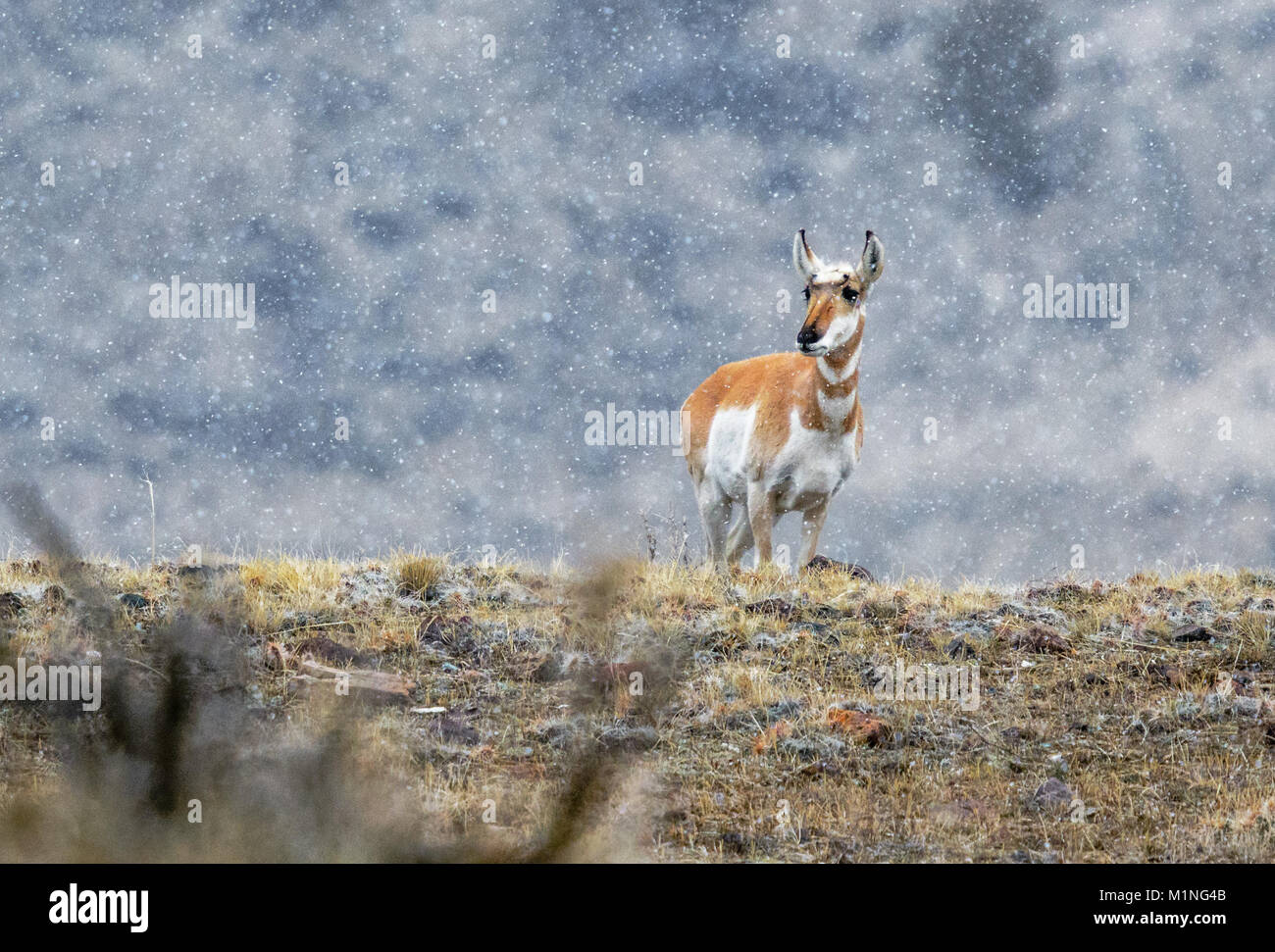 Pronghorn antelope (Antilocapra americana) al di fuori del Gardiner Montana, sul confine del Parco Nazionale di Yellowstone nella neve Foto Stock