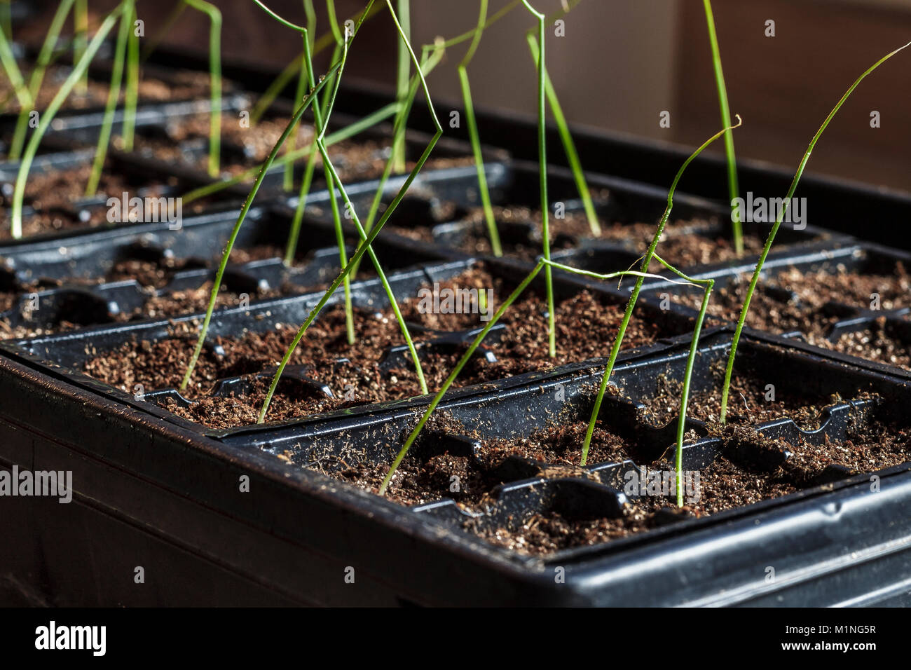 Semenzali visibilmente umidi di cipolla stanno crescendo all'interno in pentole di plastica, alcune settimane prima del tempo che saranno piantati all'esterno in un giardino di cibo di cortile. Foto Stock