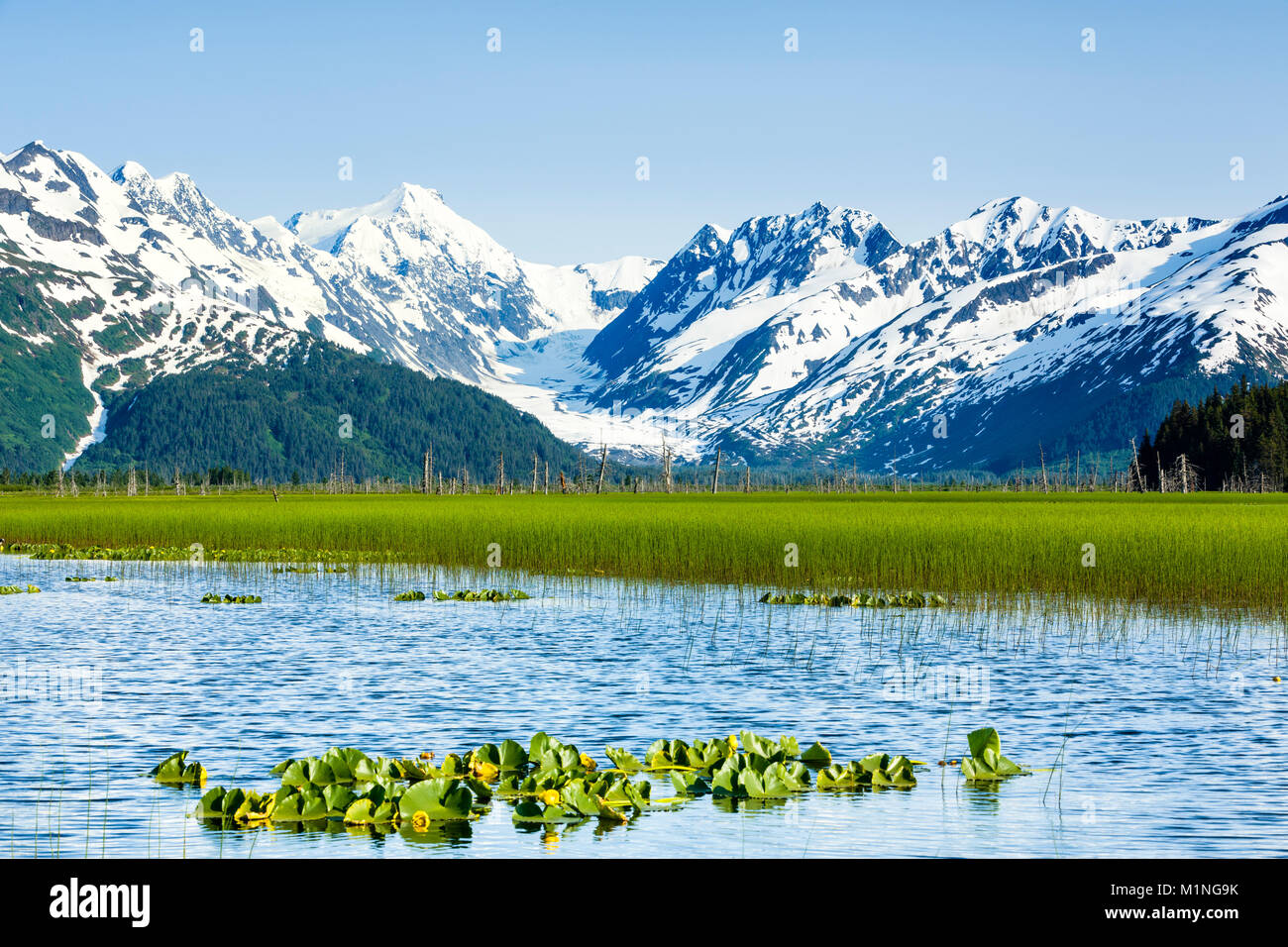 Lussureggiante erba palustre contrasta con il ghiaccio e la neve del ghiacciaio Skookum e il Chugach Mountains in Chugach National Forest in braccio Turnagain in Alaska. Foto Stock