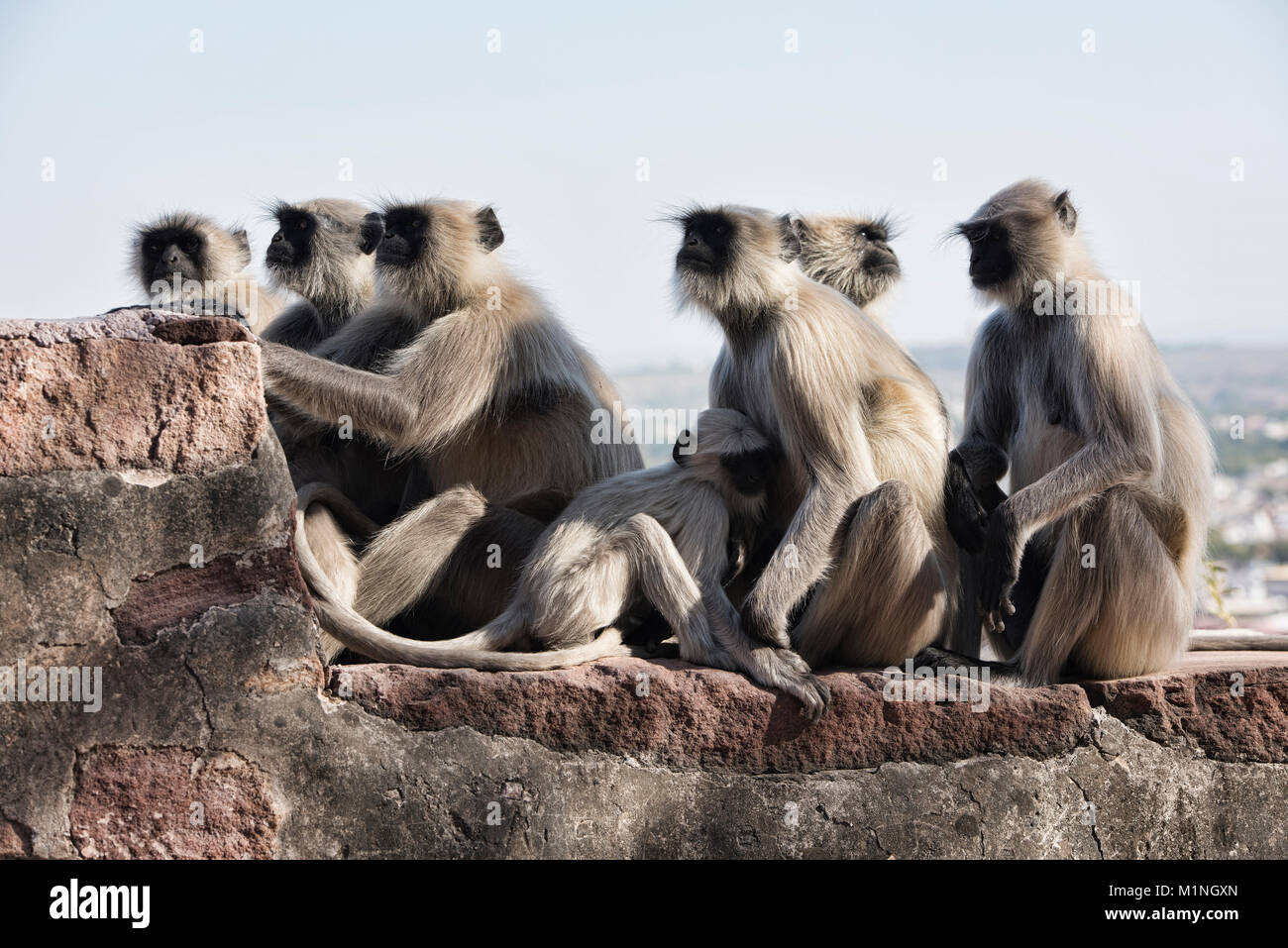 Grigio scimmie langur a Sil Merangarh Fort, Jodhpur, Rajasthan, India Foto Stock