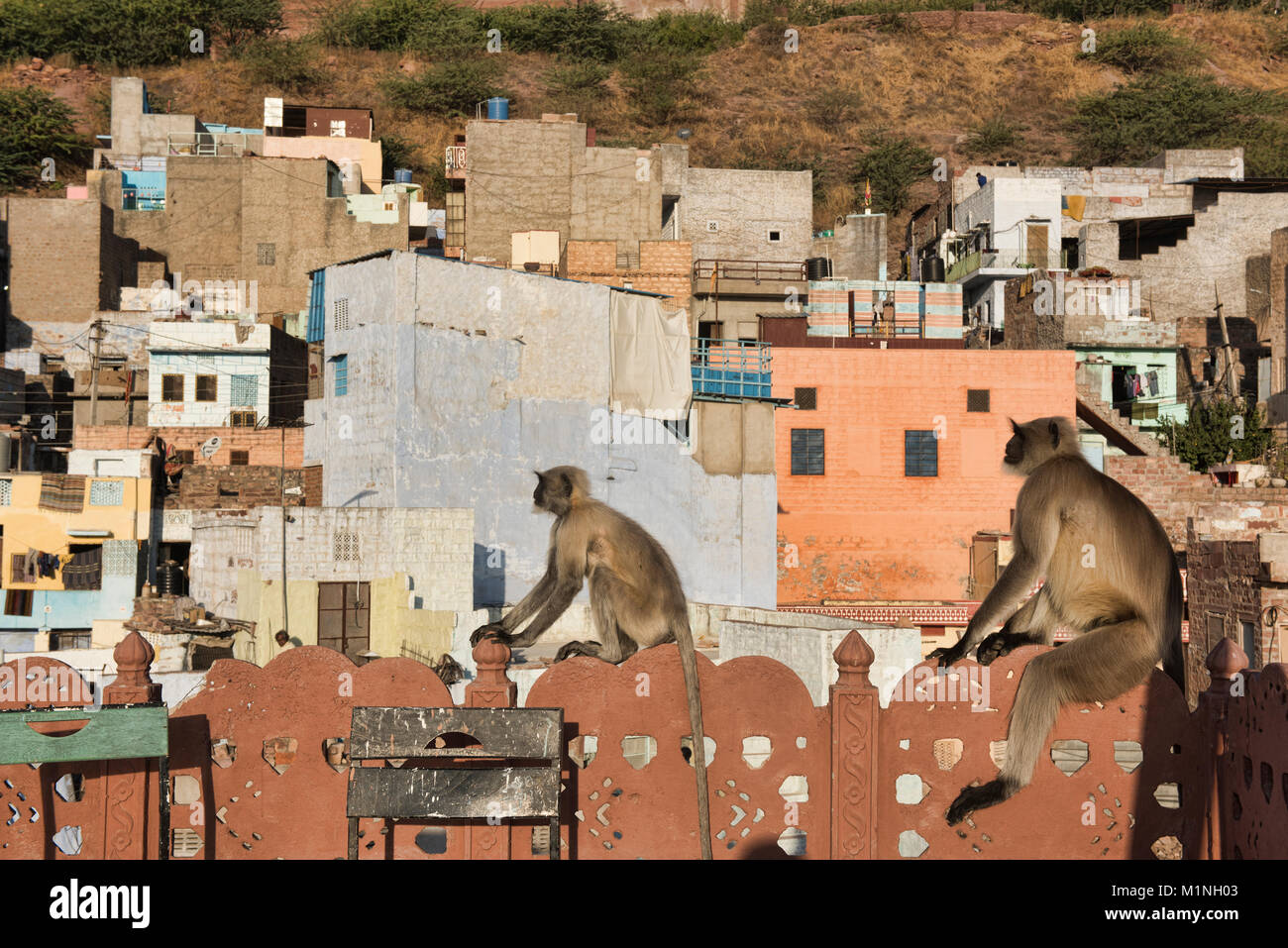 Grigio scimmie langur al sole del mattino, Jodhpur, Rajasthan, India Foto Stock