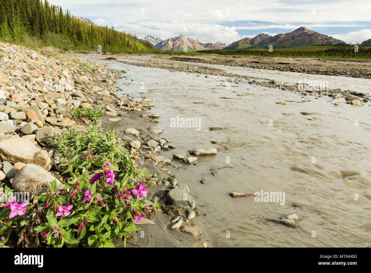 La bellezza del fiume o Dwarf Fireweed fiori selvaggi crescono lungo le sponde rocciose del Fiume Teklanika nel Parco Nazionale di Denali in Alaska. Foto Stock