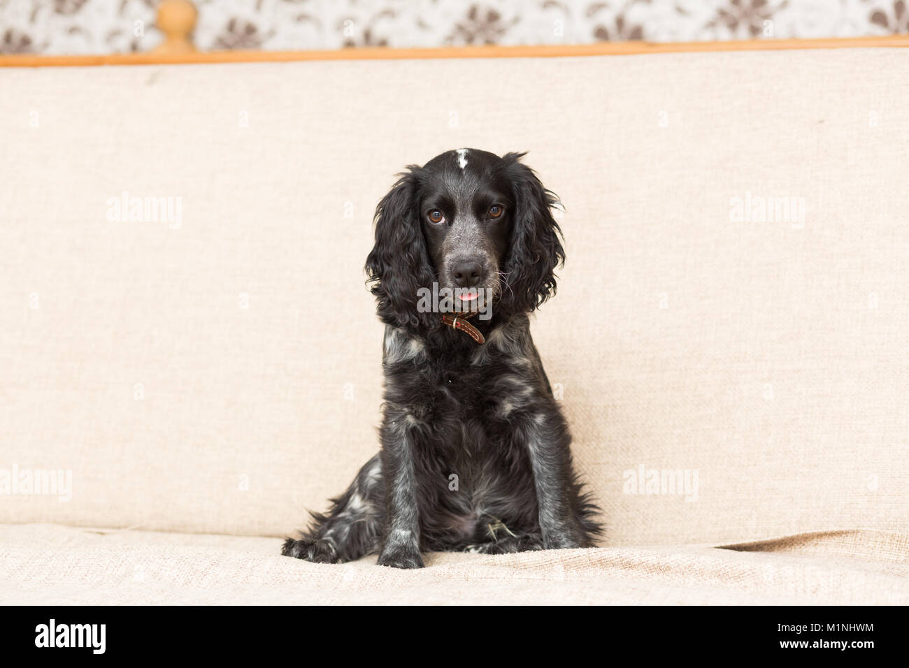 Cane di razza Spaniel di nero è triste sdraiato sul lettino Foto Stock