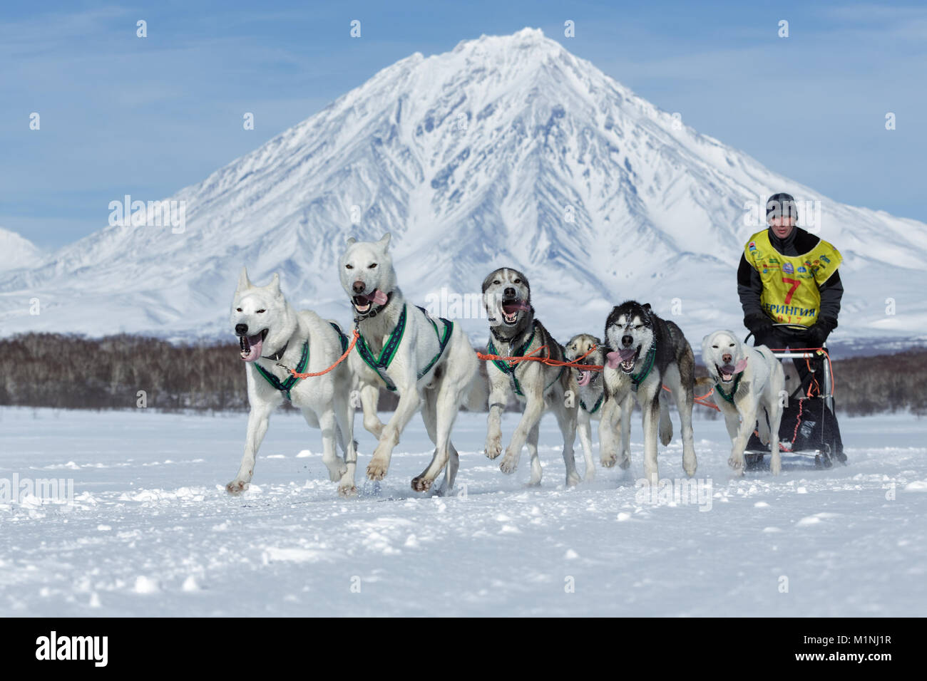 Esecuzione di Sled Dog team Alaskan husky su sfondo popolare Koryak Vulcano. La Kamchatka Sled Dog Race Beringia, Russo tazza di Sled Dog Race (neve discipline) Foto Stock