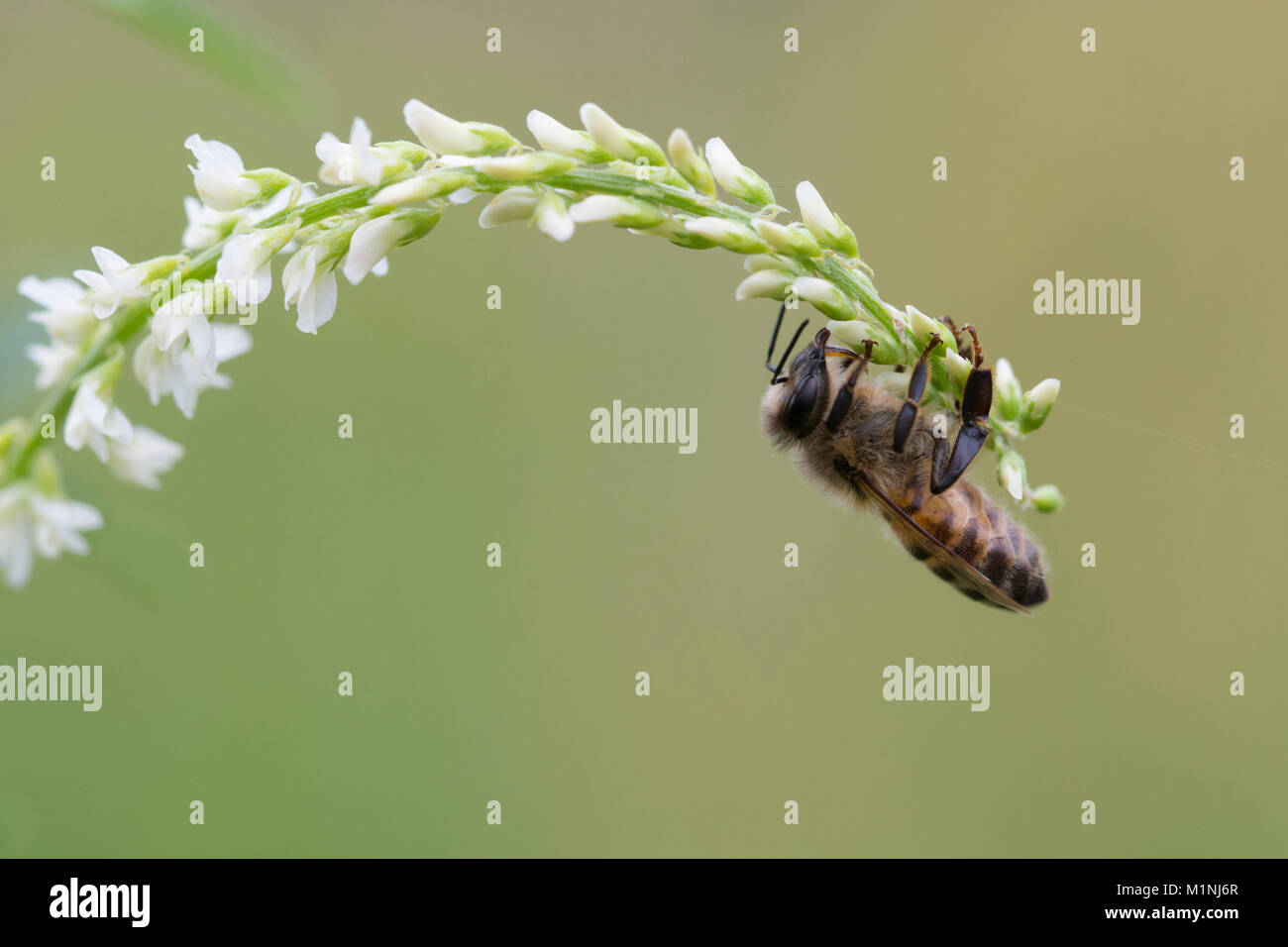 Western Honey Bee, Apis mellifera Foto Stock