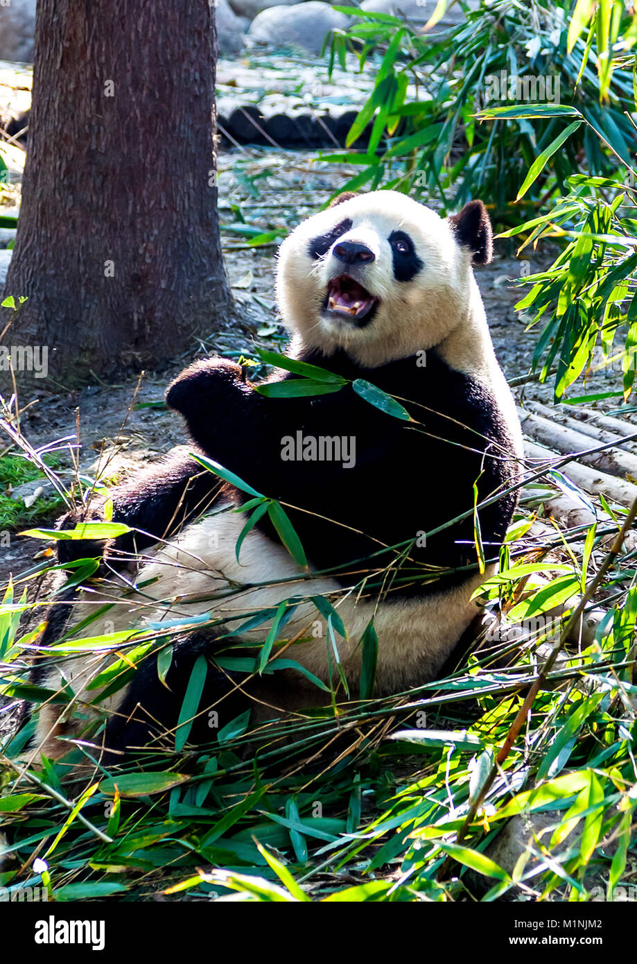 Panda non è divertito dai fotografi a Chengdu Research Base del Panda Gigante di allevamento in Cina 2 Foto Stock