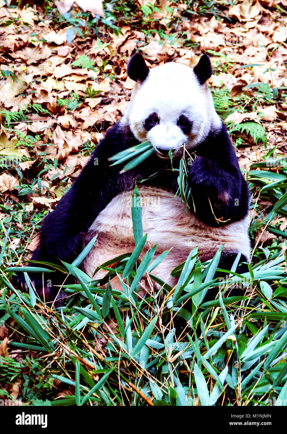 Panda munching su germogli di bambù a Chengdu Research Base del Panda Gigante di allevamento in Cina Foto Stock
