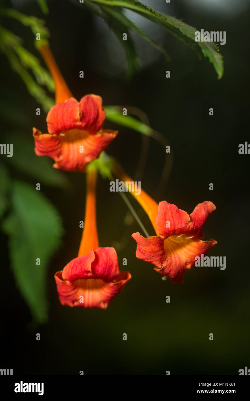 Orange tromba del superriduttore o della tromba di vite (Campsis radicans, Bignonia radicans, Tecoma radicans) mostra fiori e foglie, Kenya, Africa orientale Foto Stock
