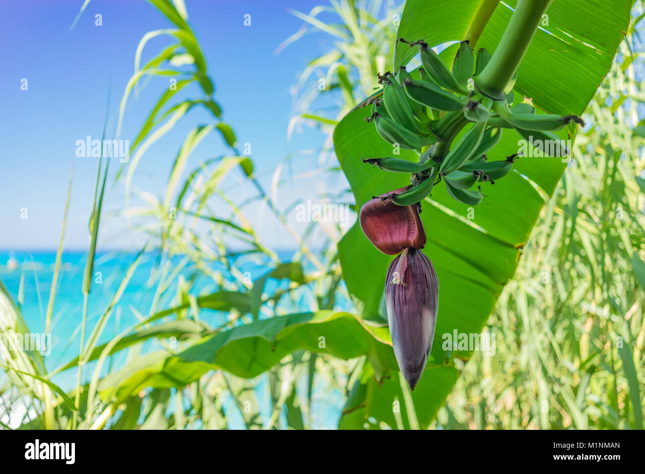 Banana Flower e mazzetto appeso con mare turchese e cielo blu in background. Foto Stock