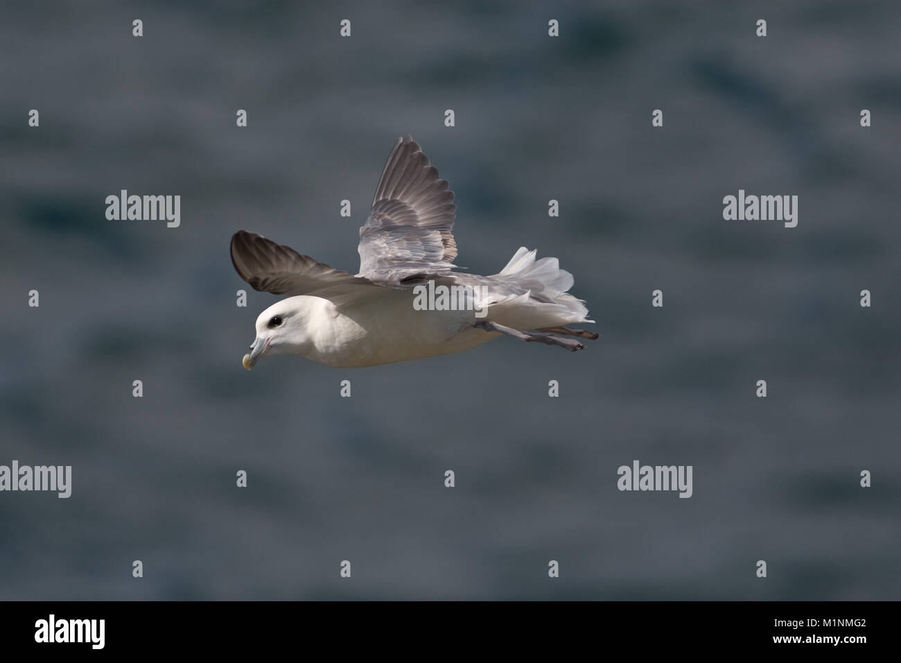 Fulmar in volo, Fulmarus glacialis, REGNO UNITO Foto Stock