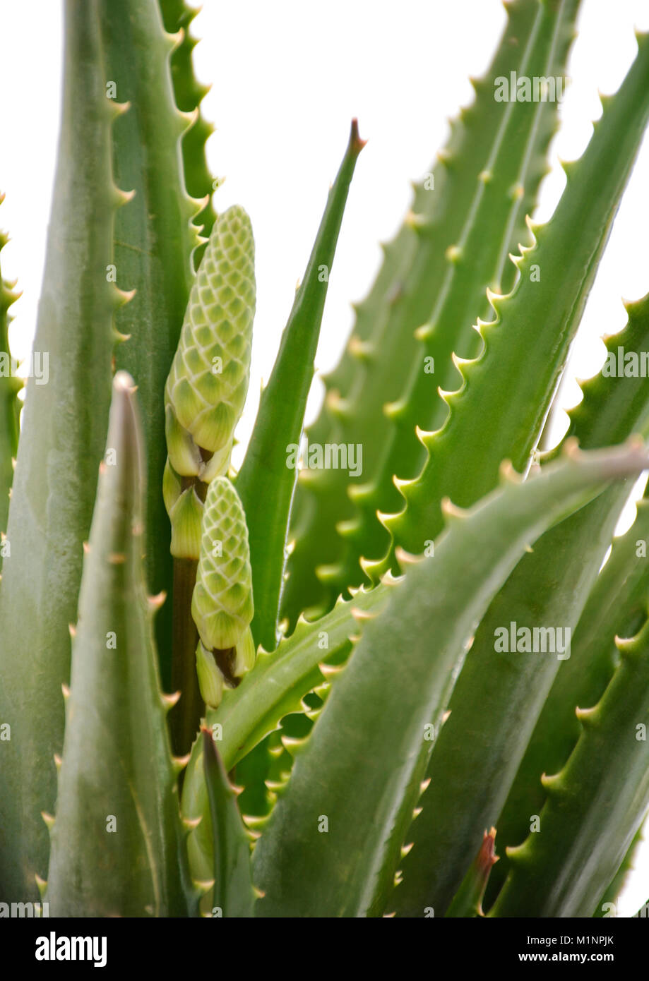 Crema Aloe-Ice-1 Foto Stock