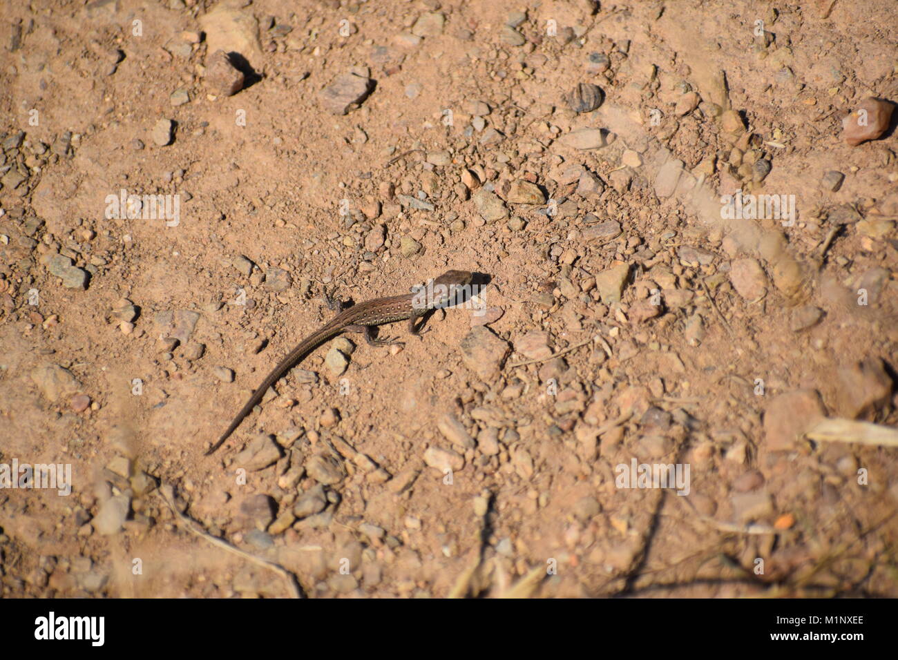 Lizard in wasteland Foto Stock