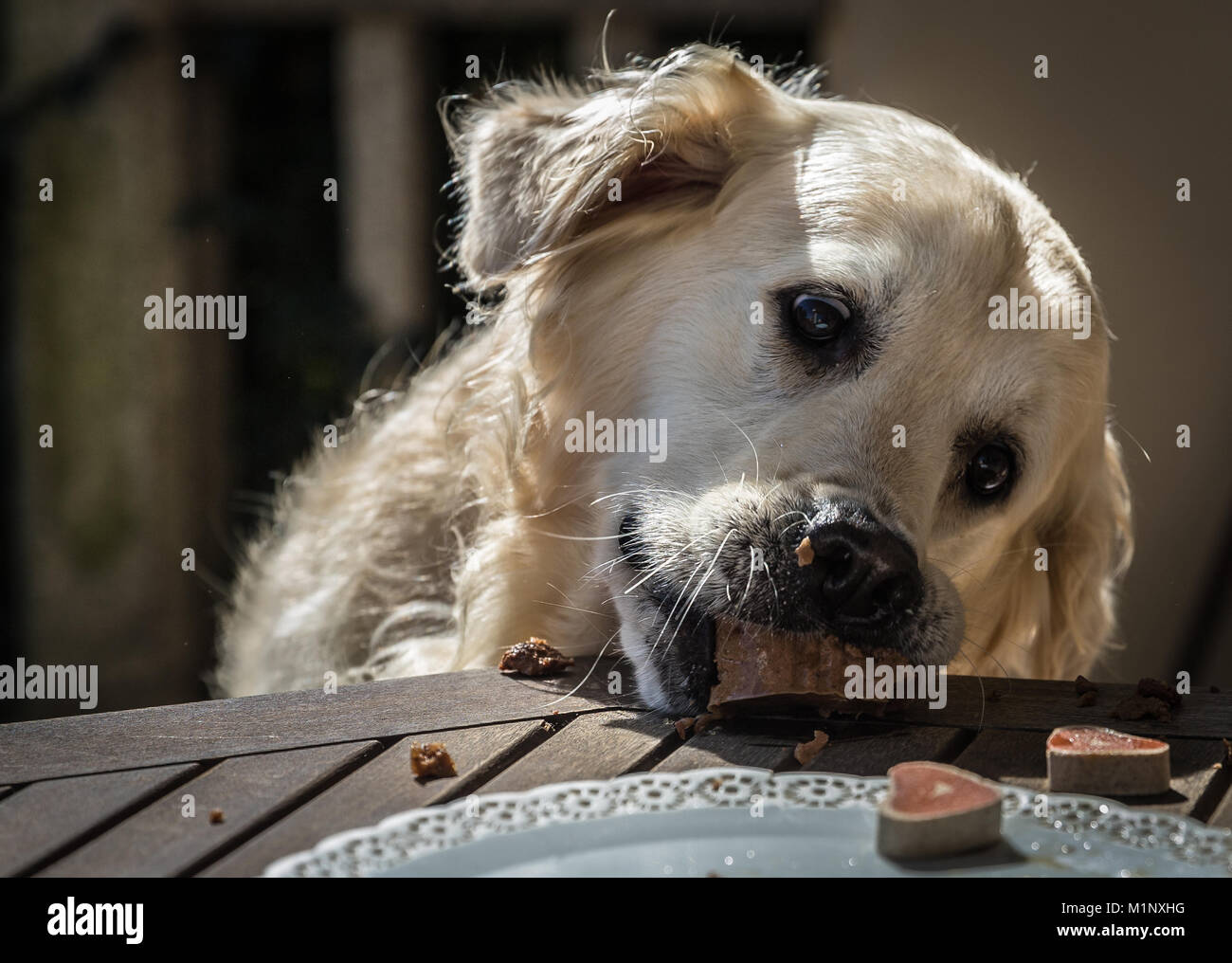 La festa di compleanno della mia golden cane di nome Prince che divora a tempo di record in un cane torta, con le espressioni del volto e gesti che li rendono l Foto Stock