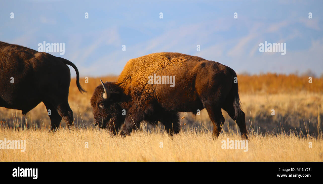Wild bufalo americano Bison sulla prateria Foto Stock