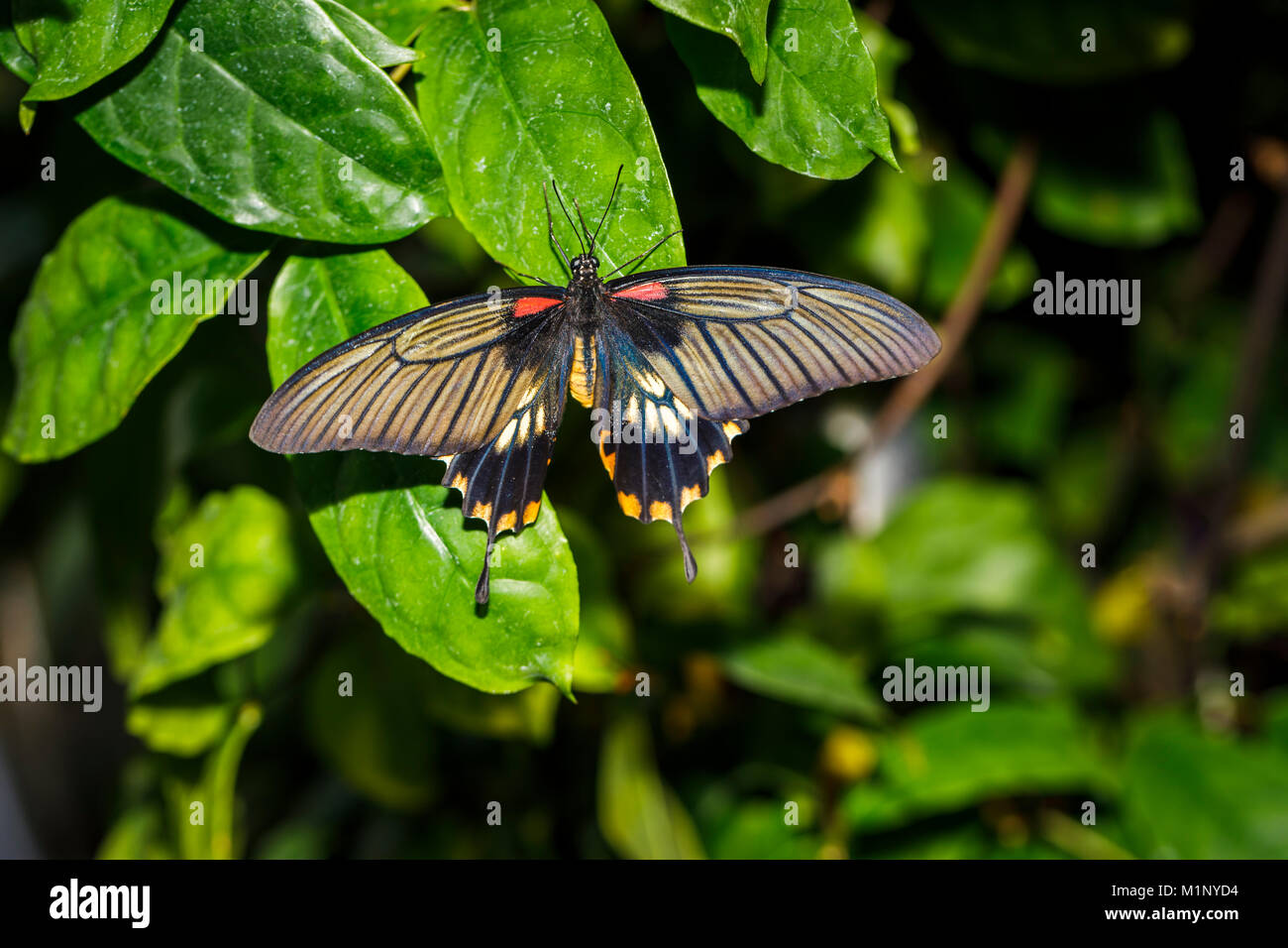 A coda di rondine asiatici (Papilio Iowi) farfalla, grande giallo Mormon, vista dorsale alette aperte a riposo, RHS Wisley mostra di farfalle, Surrey, Regno Unito Foto Stock