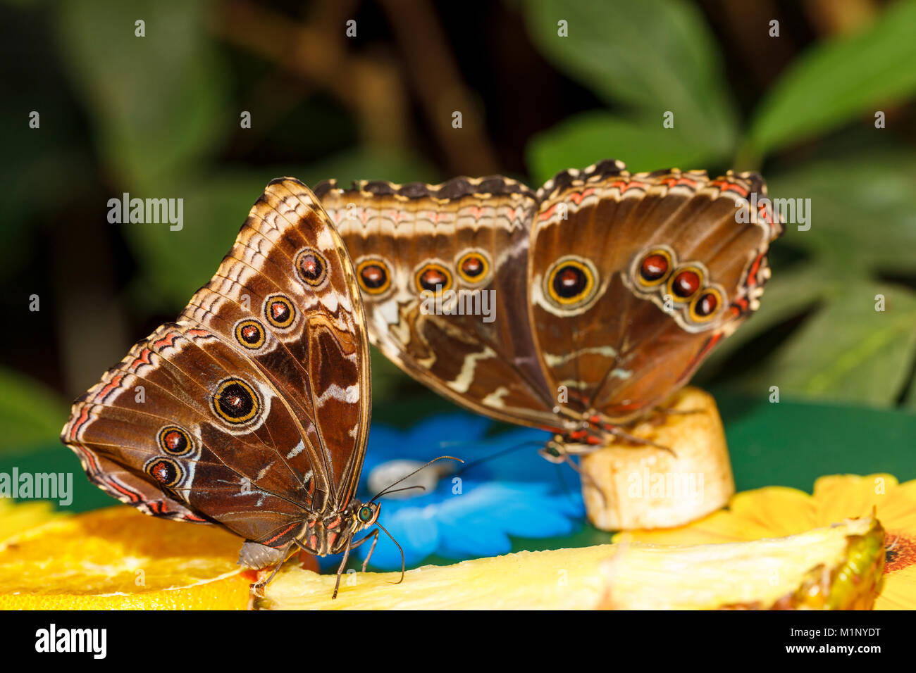 Blue morfo (Morpho peleides) farfalla: vista ventrale della coppia di farfalle alimentando ad RHS Wisley mostra di farfalle, Surrey, SE Inghilterra, Regno Unito Foto Stock