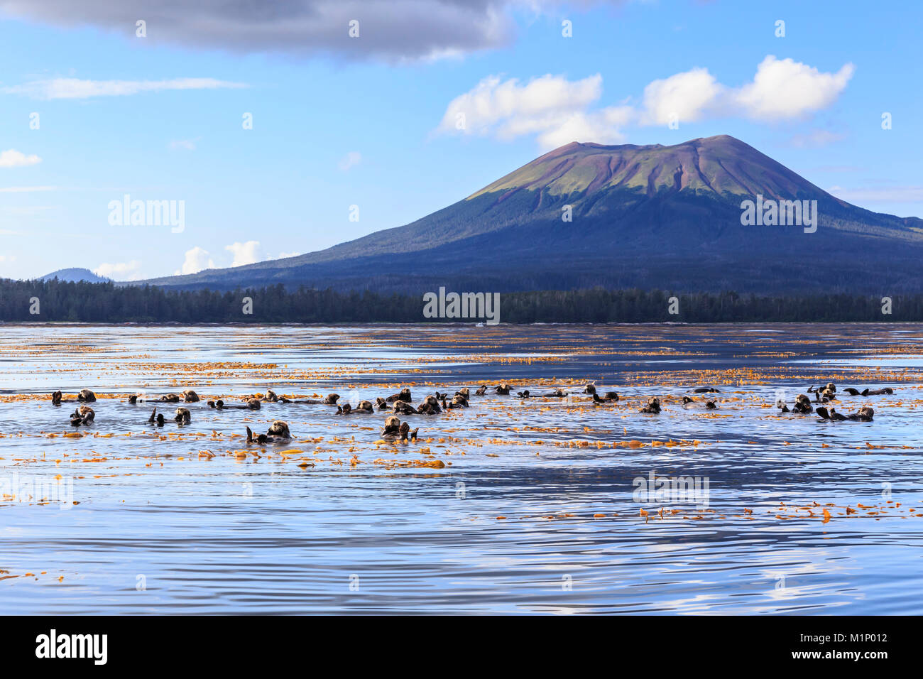 Le lontre marine (Enhyrda lutris), specie in via di estinzione e Mount Edgecumbe, vulcano estinto, Sitka Suono, Sitka, a sud-est di Alaska, USA, America del Nord Foto Stock