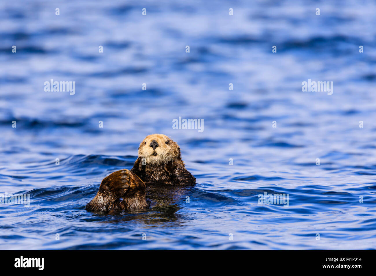 Sea Otter (Enhyrda lutris), specie in via di estinzione, Sitka Suono, Sitka, Baranof Island, Northern Panhandle, a sud-est di Alaska, USA, America del Nord Foto Stock
