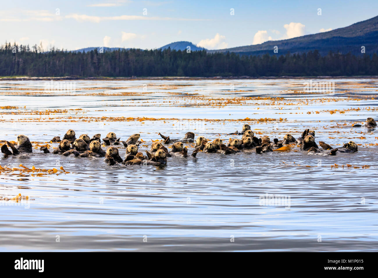 Le lontre marine (Enhyrda lutris), specie in via di estinzione e calme acque di Sitka Suono, Sitka, Northern Panhandle, a sud-est di Alaska, USA, America del Nord Foto Stock