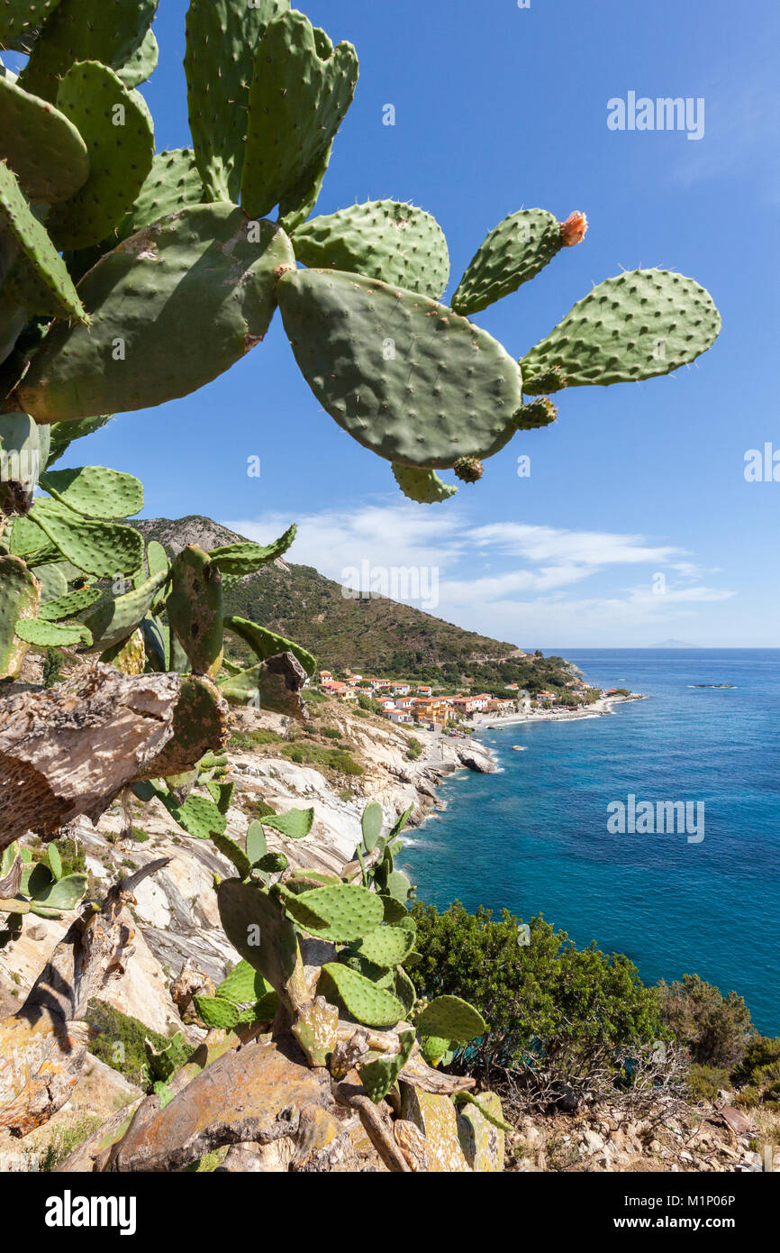 Fichidindia sulle rocce al di sopra del mare, Pomonte, Marciana, Isola d'Elba, Provincia di Livorno, Toscana, Italia, Europa Foto Stock